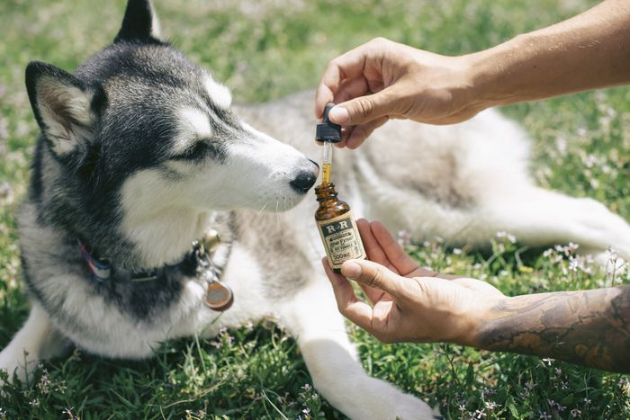 A person is pouring a bottle of oil into a dog 's nose.