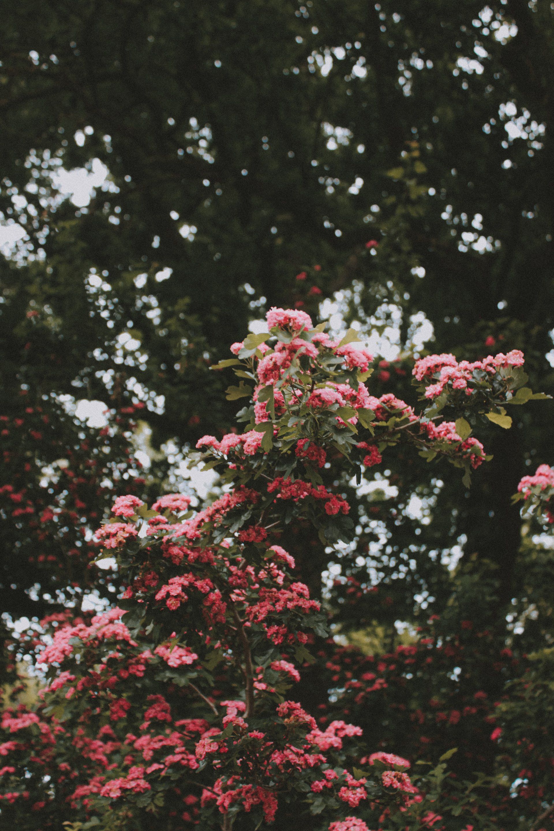 A Guide to Crape Myrtle Trees | 4 Seasons Arborscapes