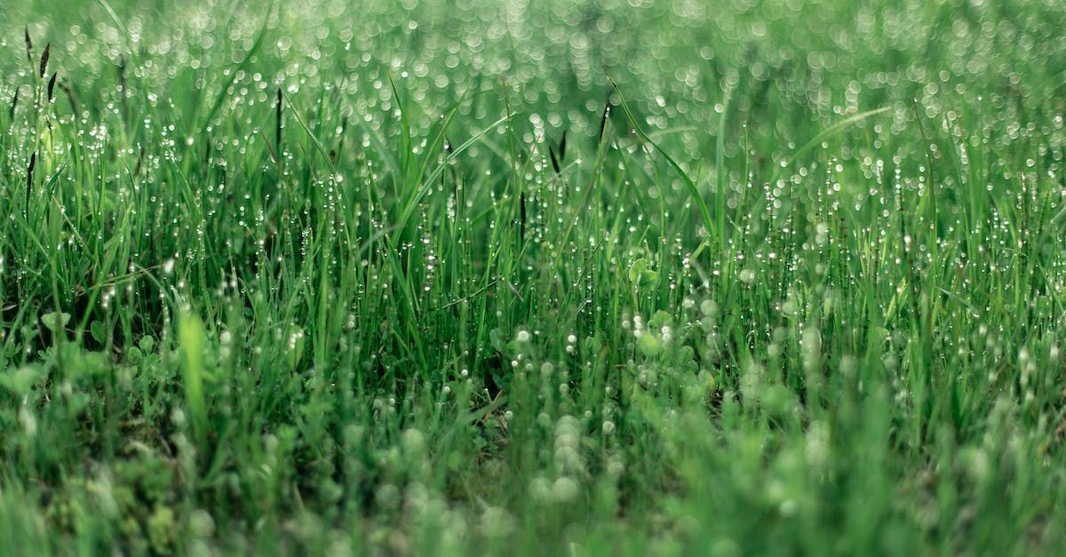 Green grass with tiny water droplets, outdoors.