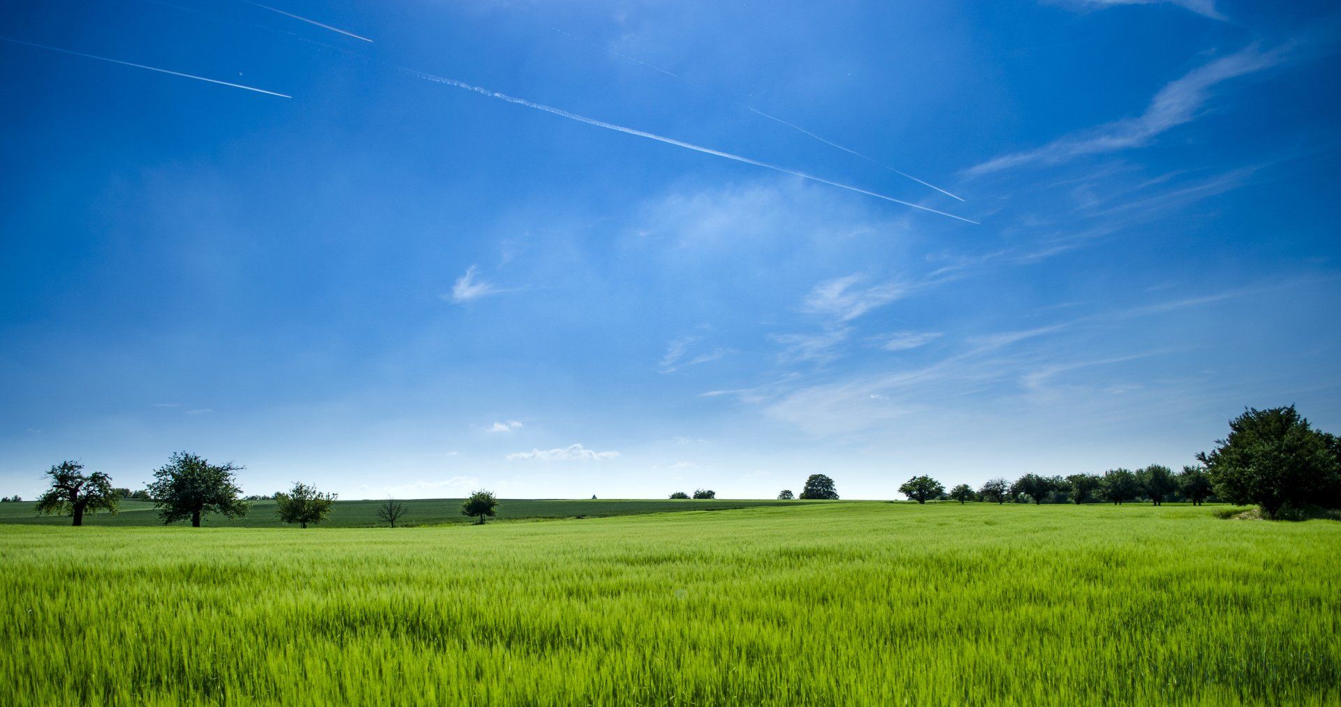 A green field with trees and a blue sky in the background .