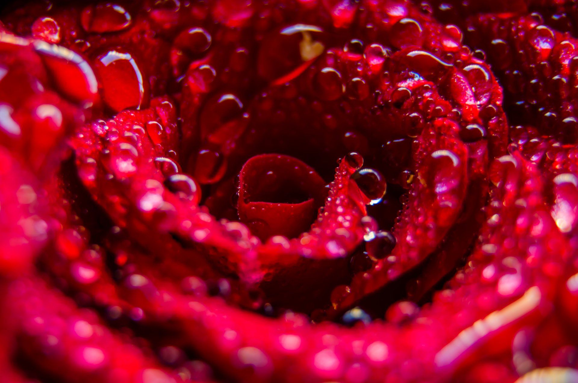 a close up of a red rose with water drops on it