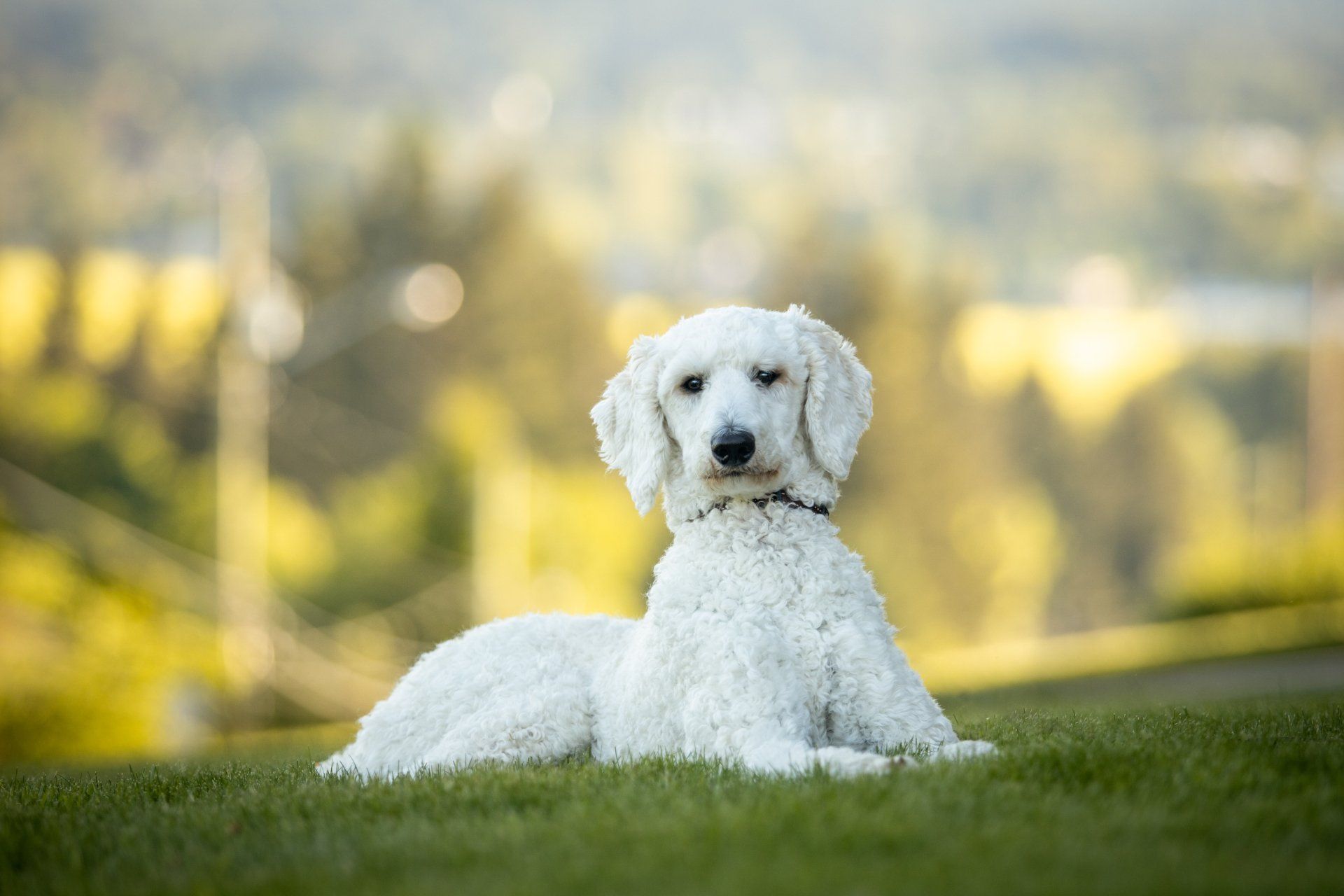 are poodles prone to arthritis