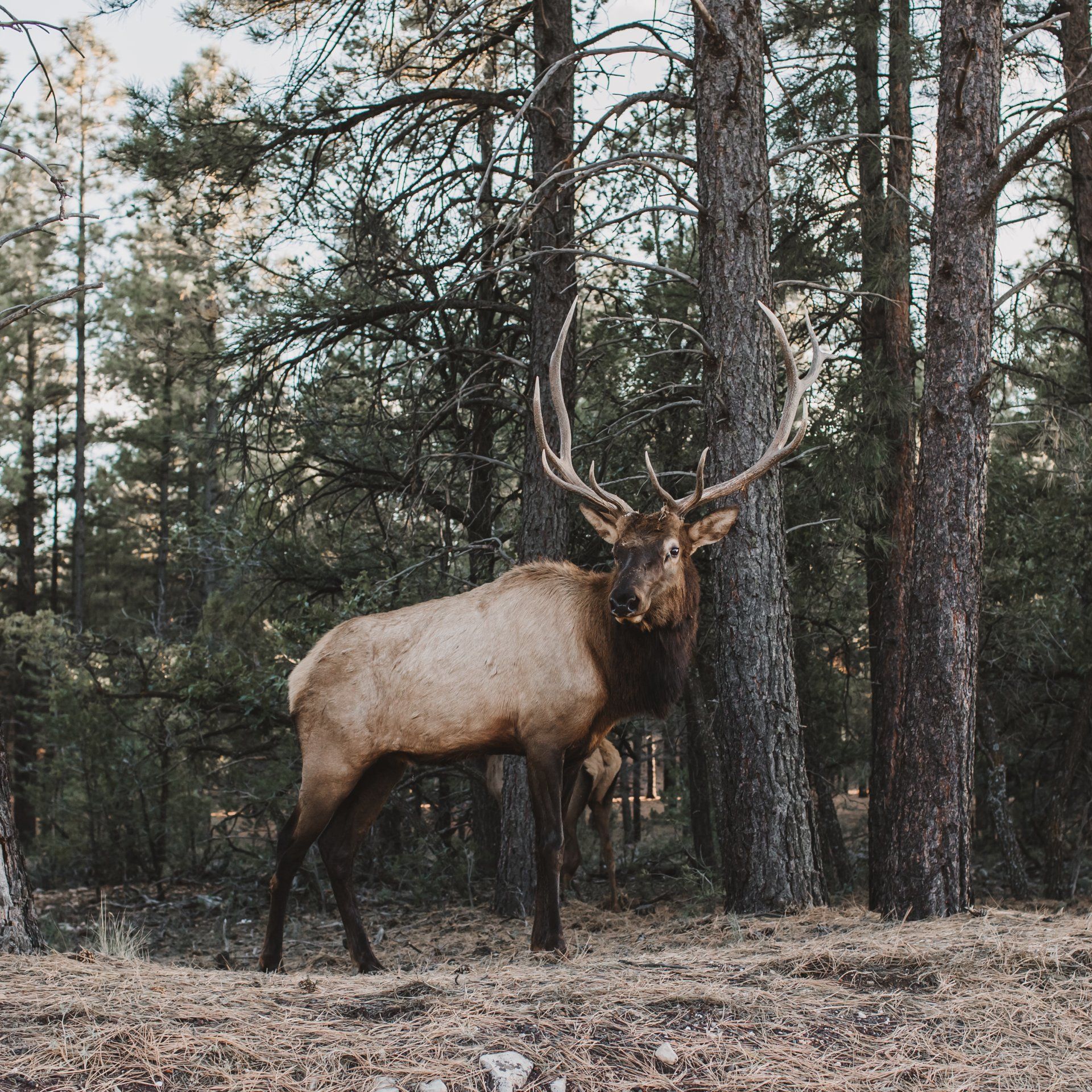 Giant-elk