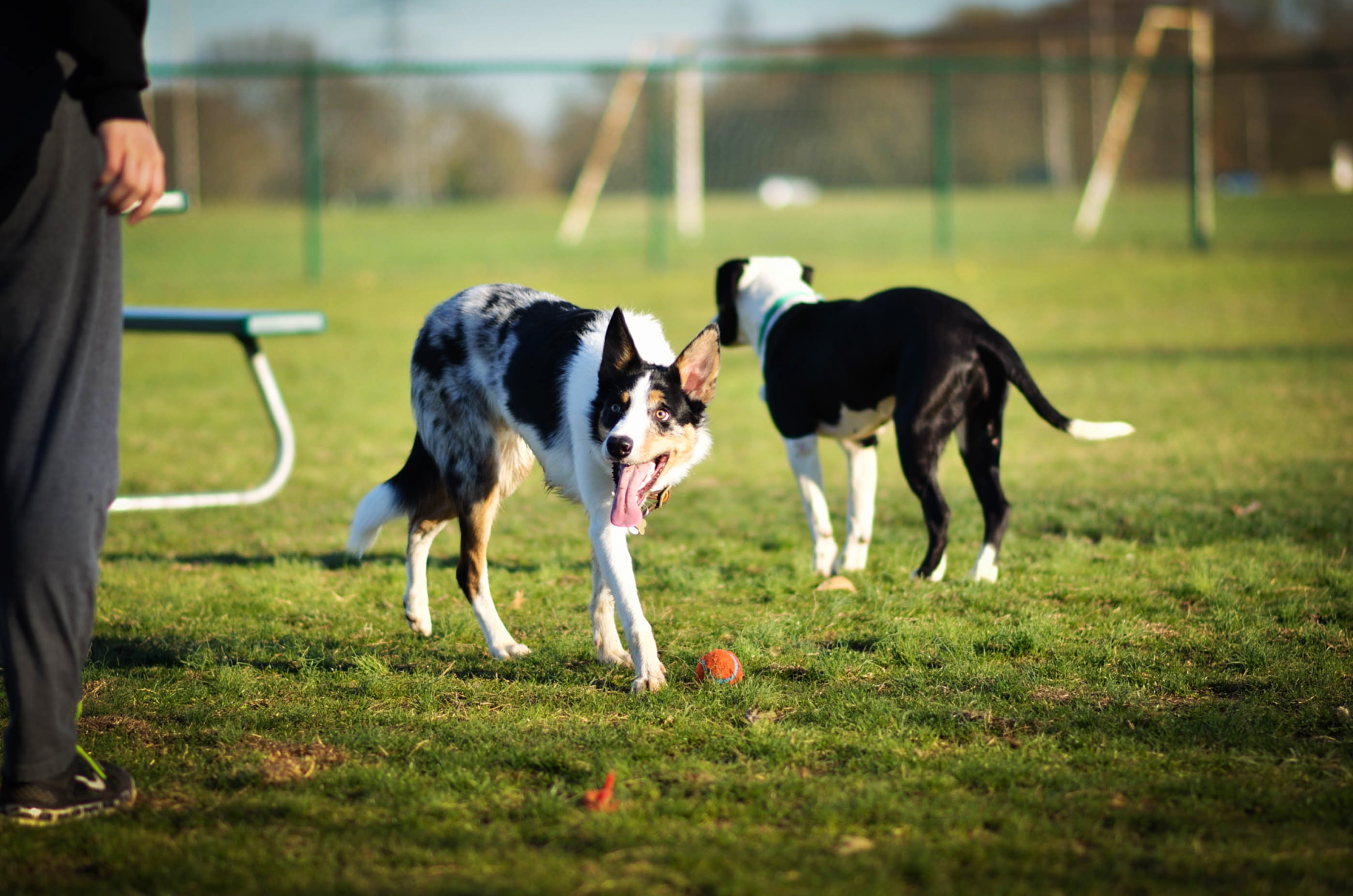 Dog Park construction | SC Signature Construction