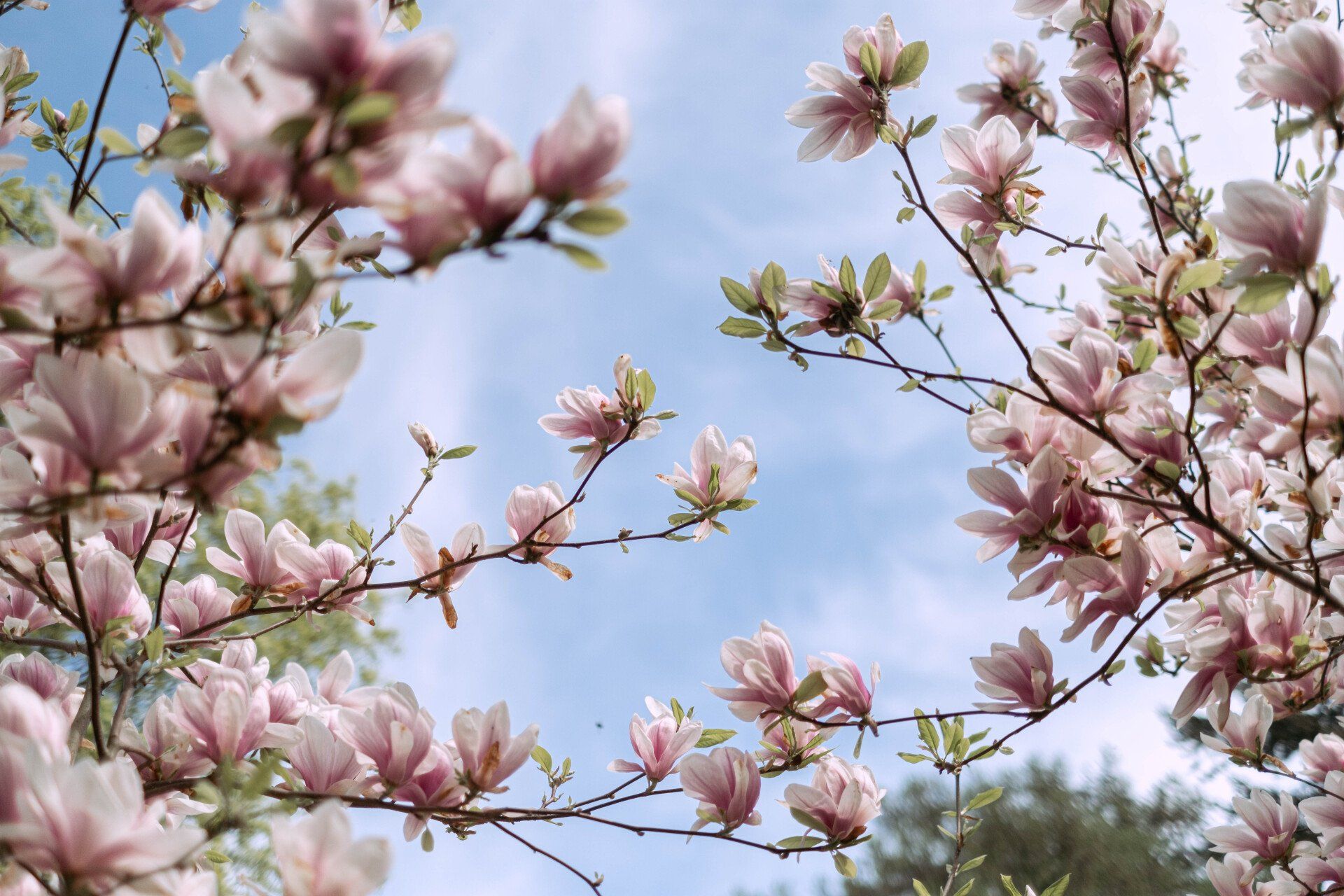 A tree with pink flowers and green leaves against a blue sky.