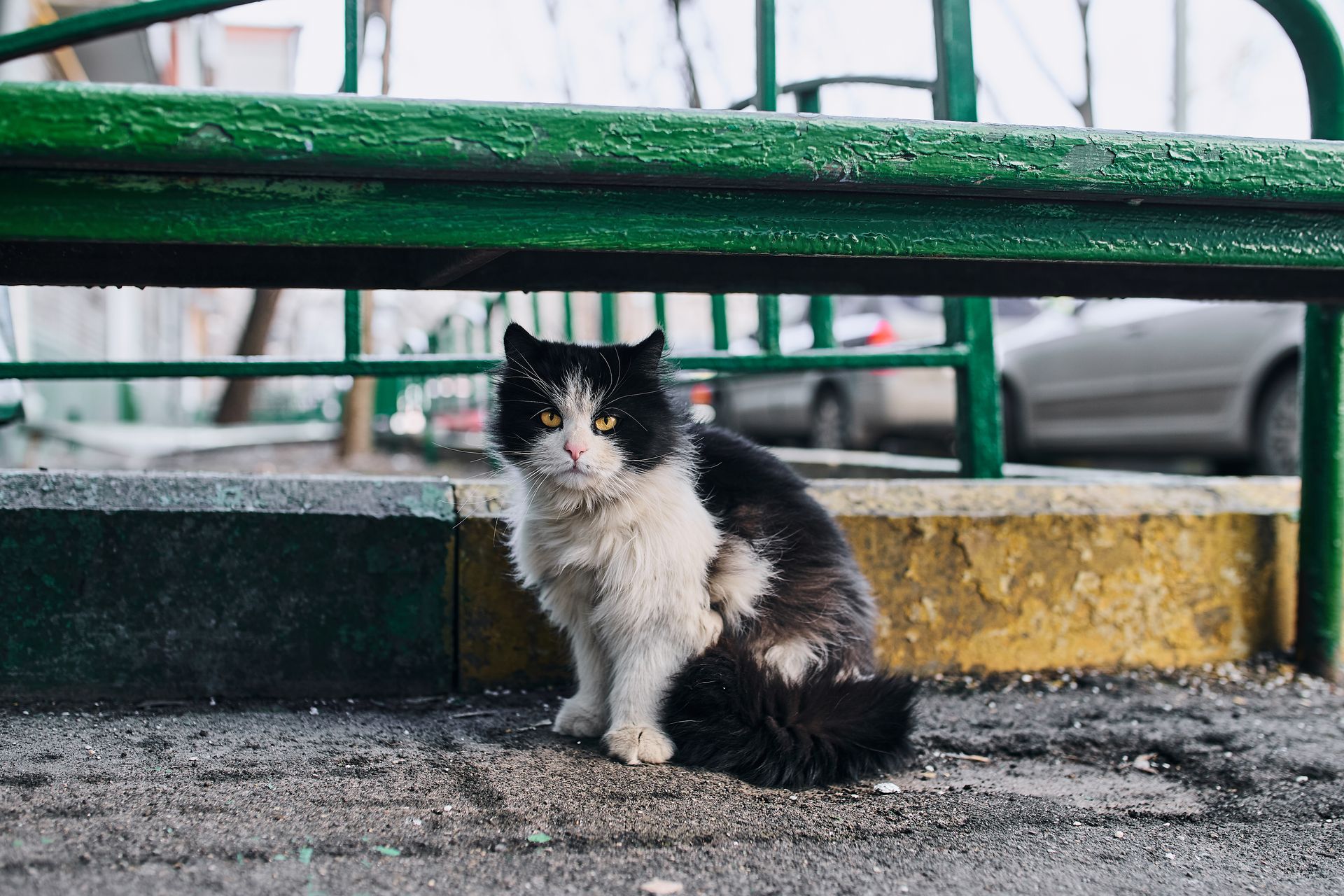 A black and white cat is sitting under a green bench.