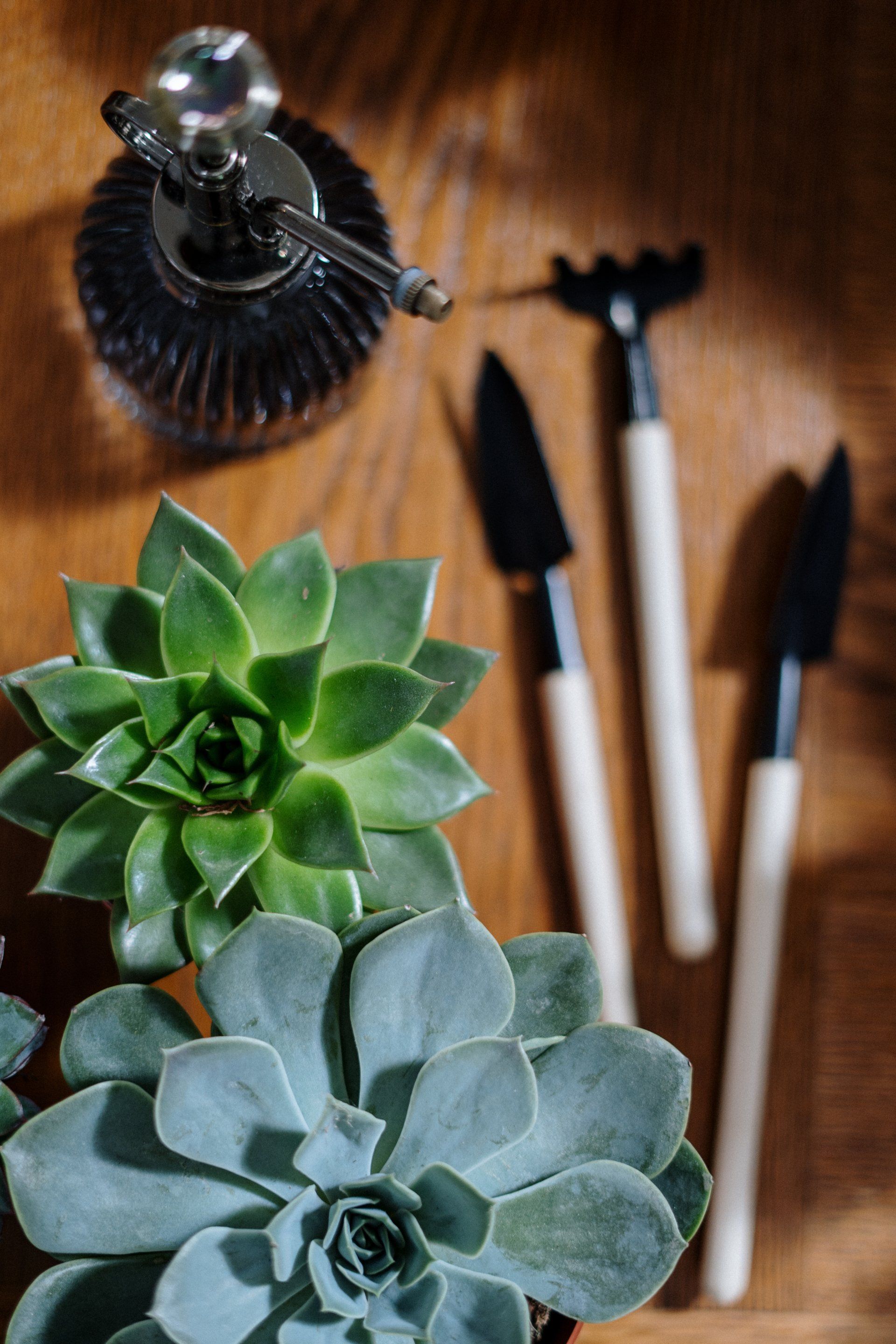 Gardening tools beside a nice plant