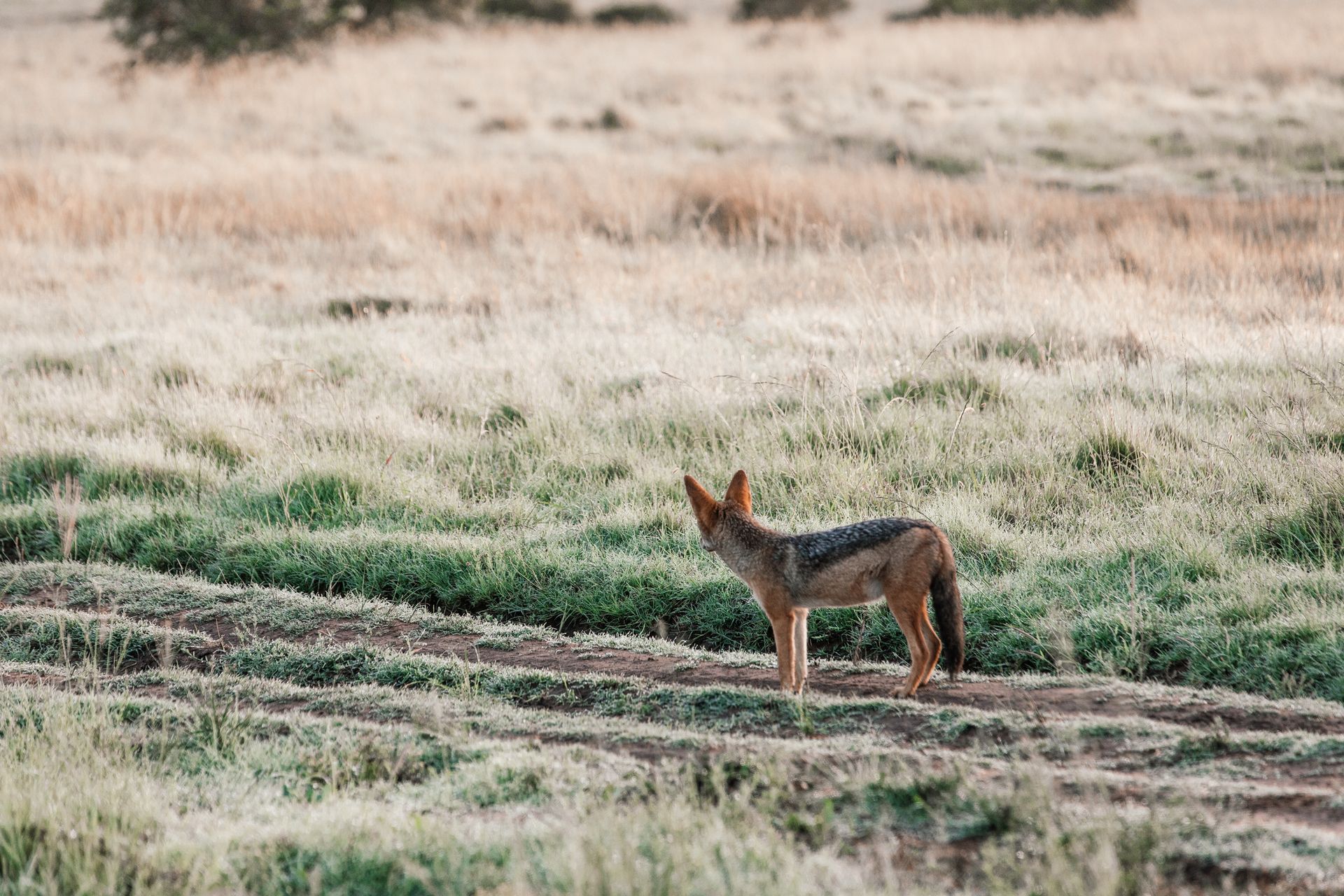 a brown and black animal standing in a grassy field