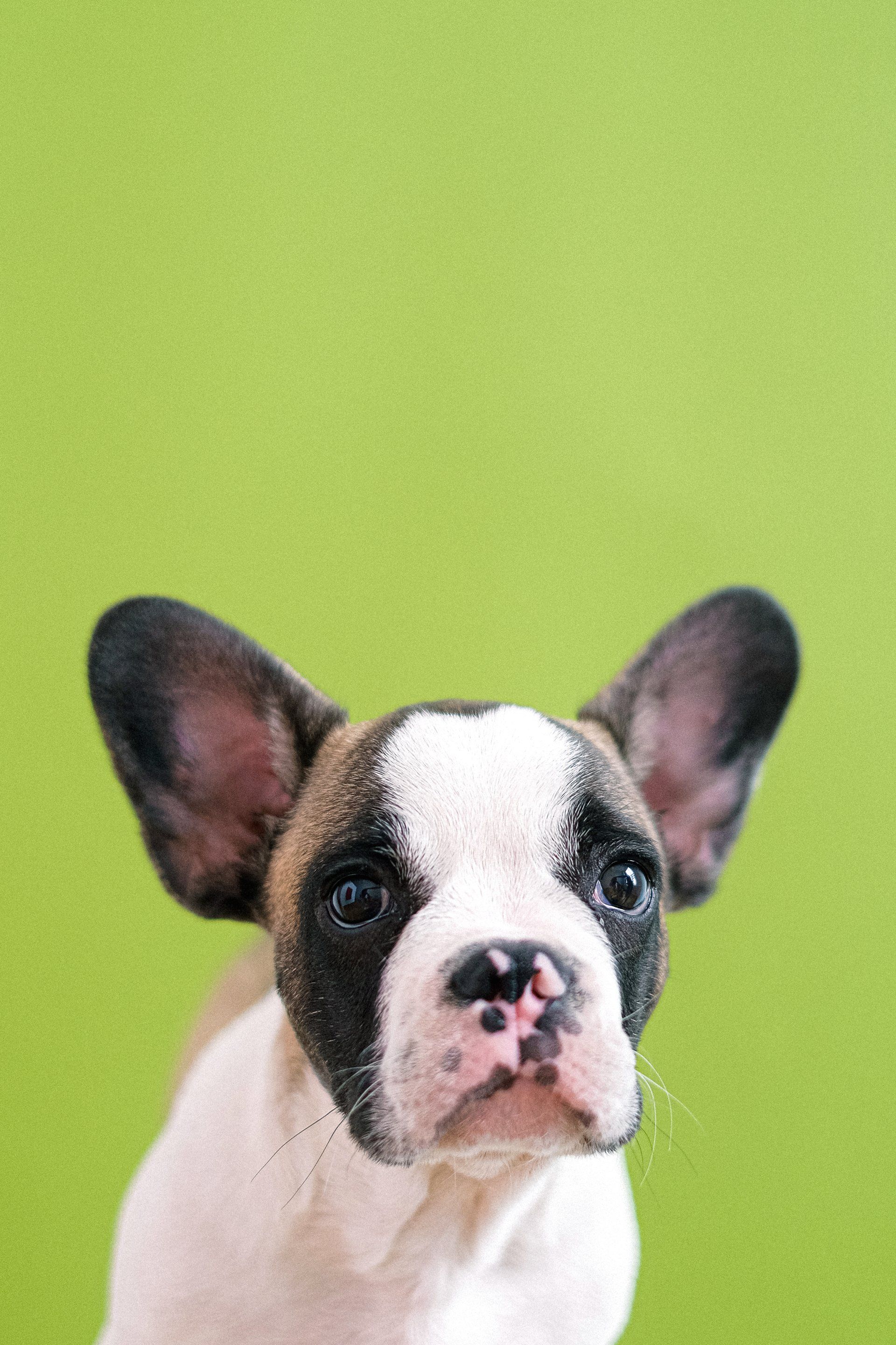 a brown and white french bulldog puppy is looking at the camera on a green background .