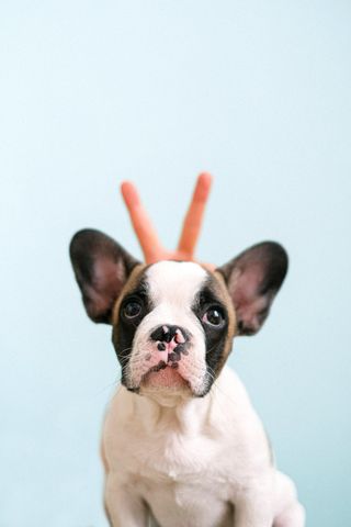 a french bulldog puppy wearing antlers on its head .
