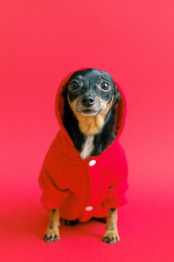 a small dog wearing a red hoodie is sitting on a red background .