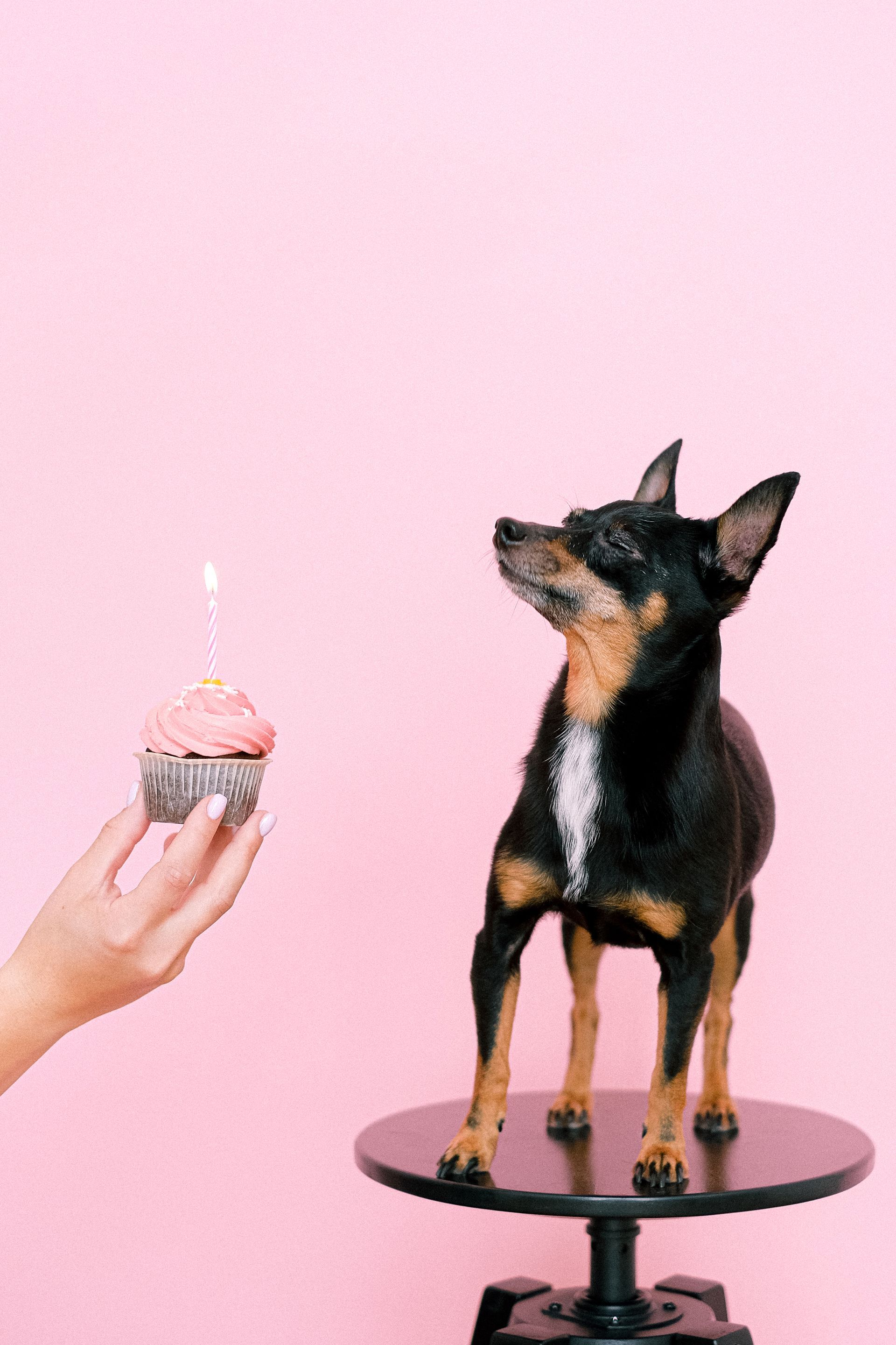 a person is holding a cupcake in front of a dog .