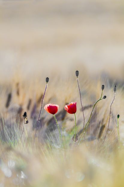 composizione floreale a forma di cuore