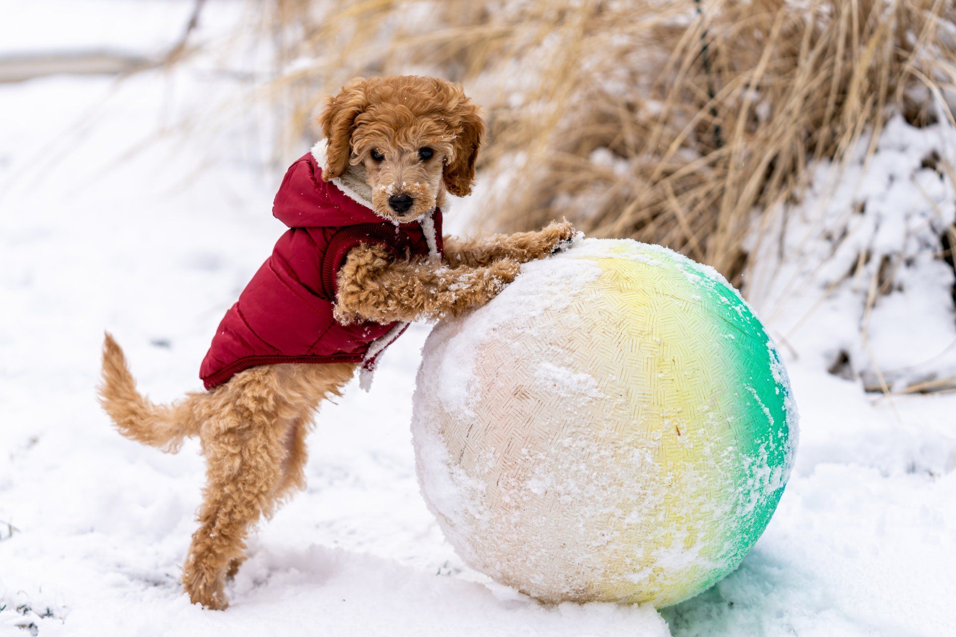 Golden doodle puppy in a winter coat playing with a ball in the snow