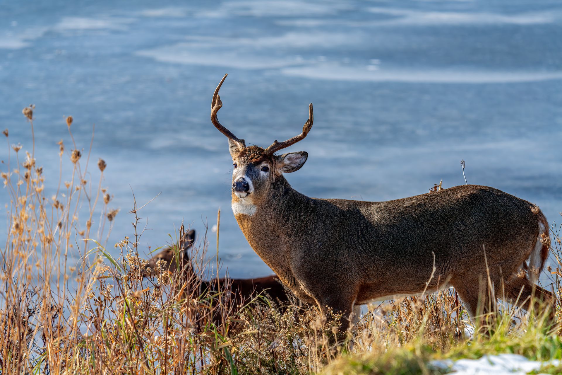 a couple of deer standing next to a body of water .