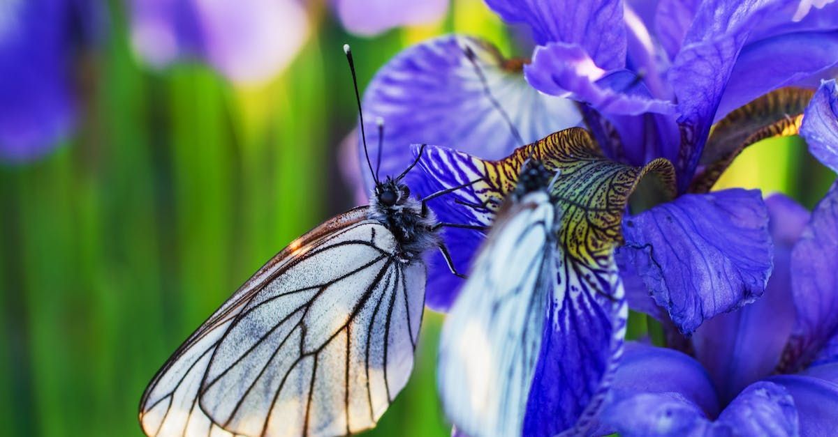 light blue Butterfly on purple flower