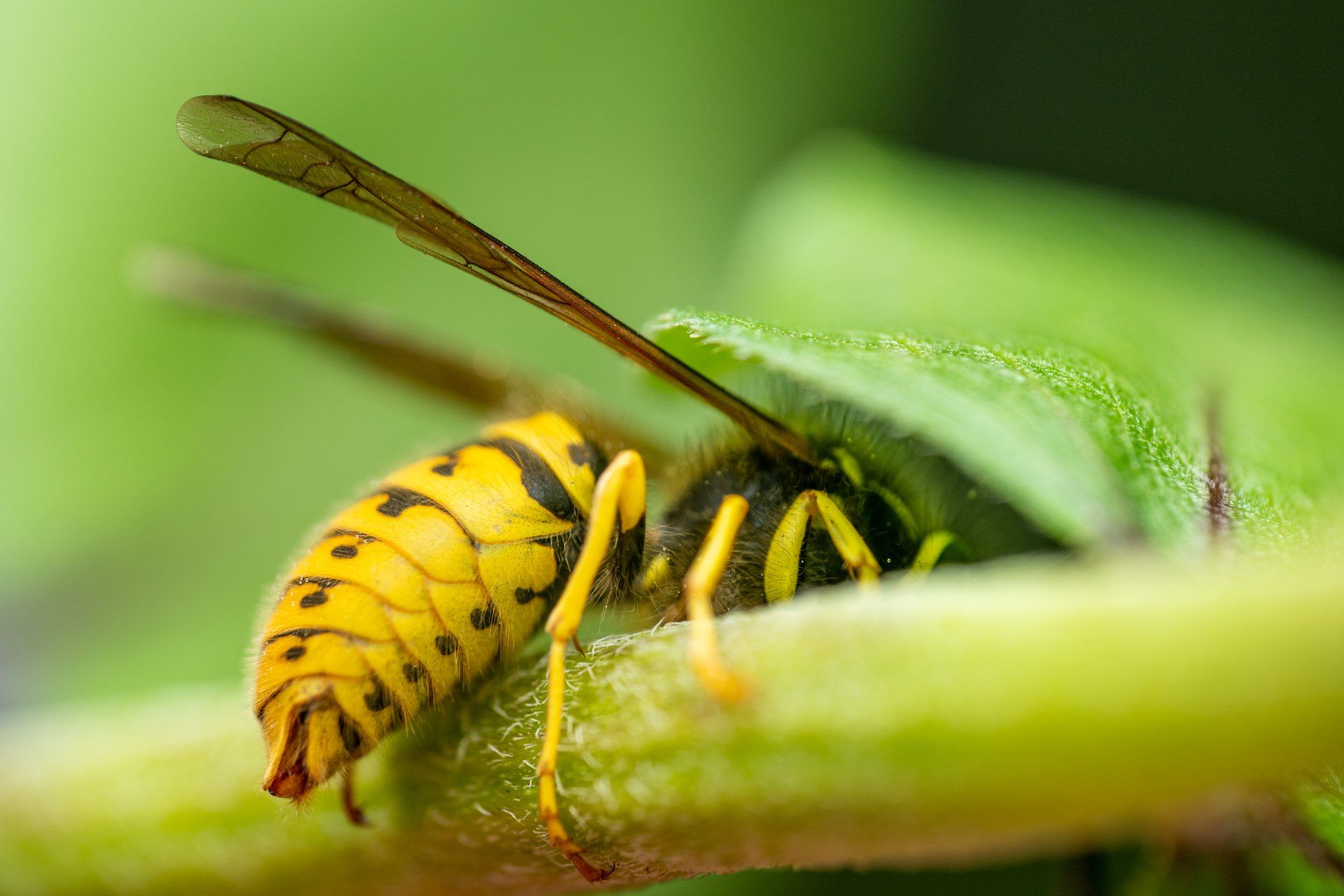 wasp on a flower and considered a pest