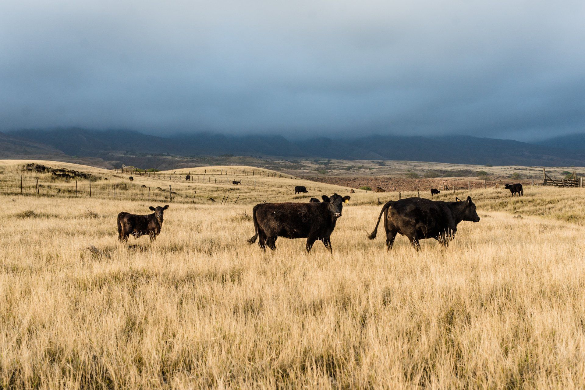 A herd of cows standing in a field with mountains in the background.