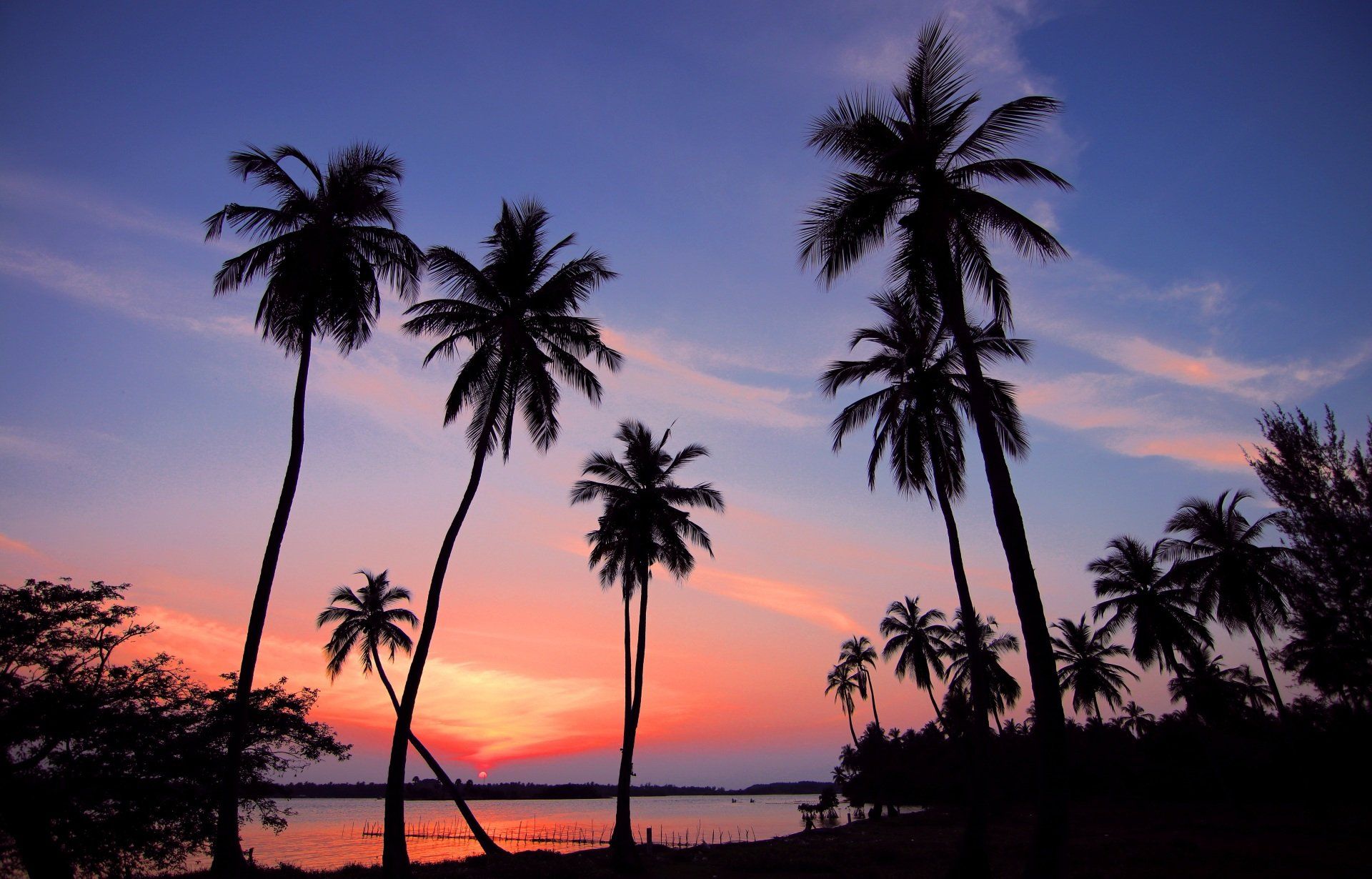 A sunset with palm trees in the foreground