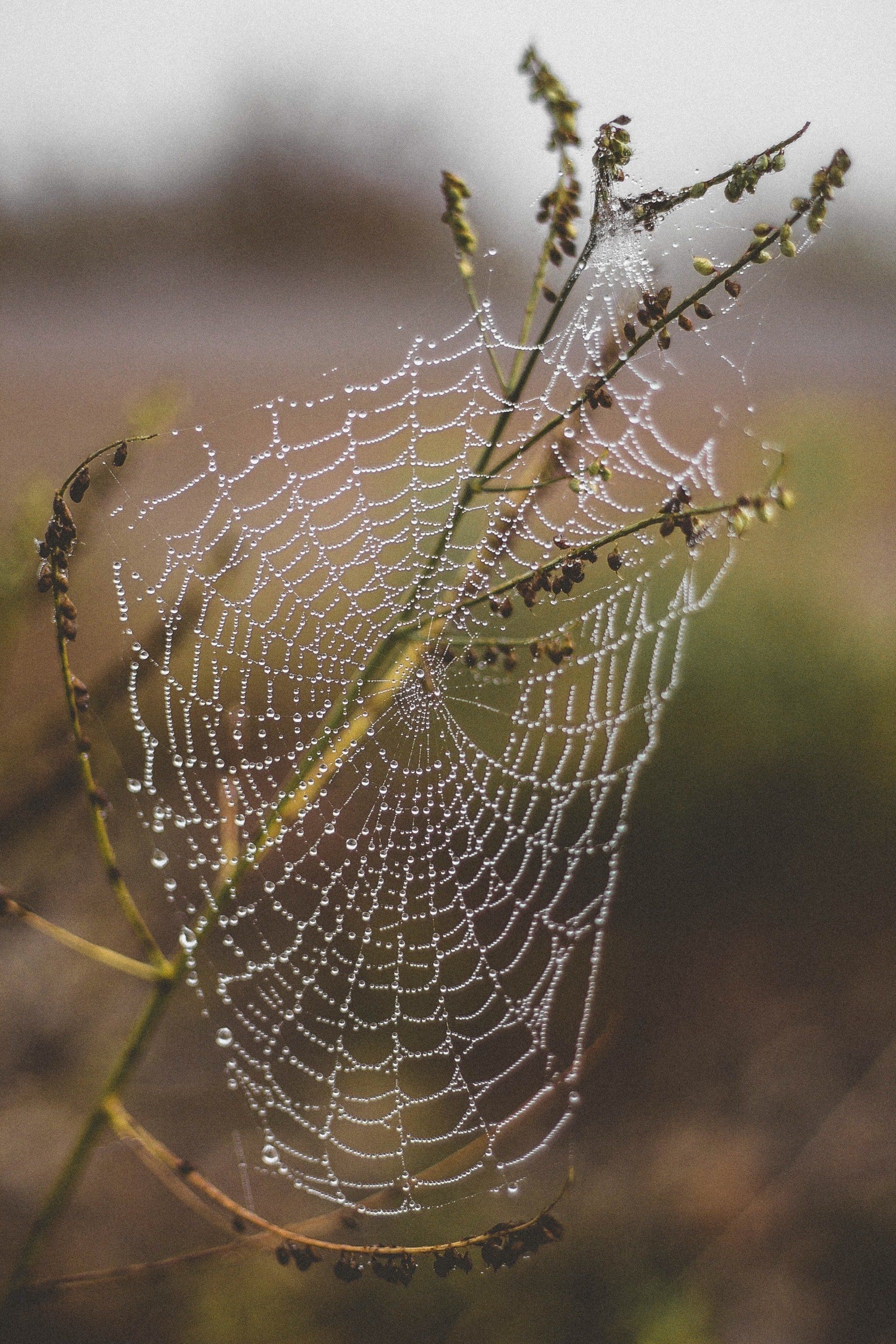 spider control on your property