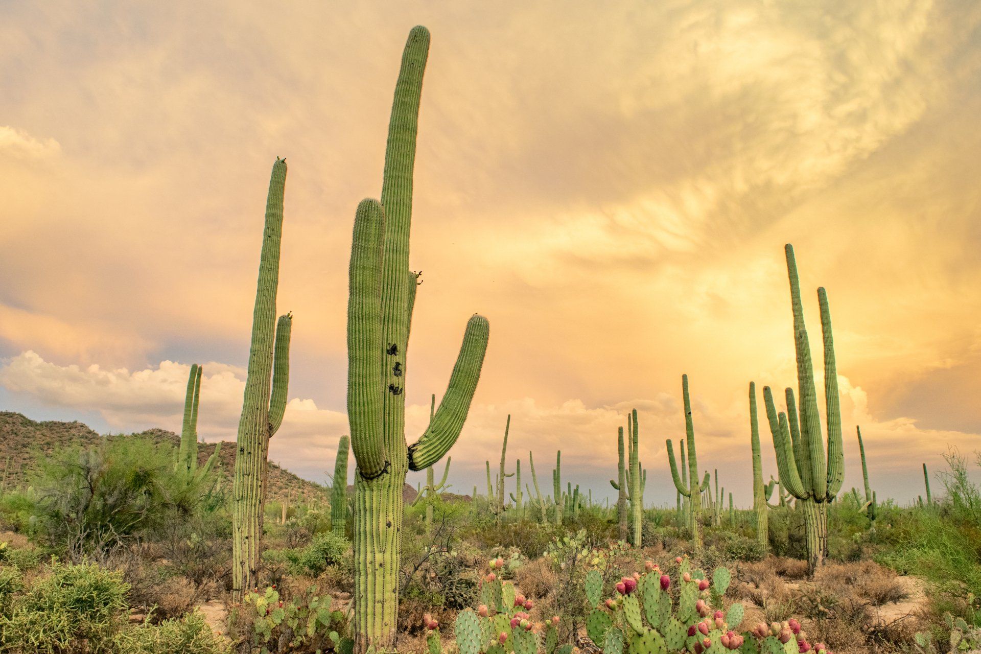 a row of saguaro cactus growing in the desert at sunset .