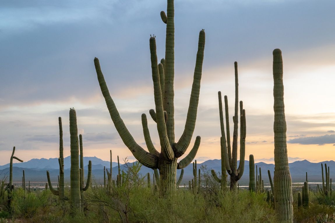 Saguaro cactus in Arizona