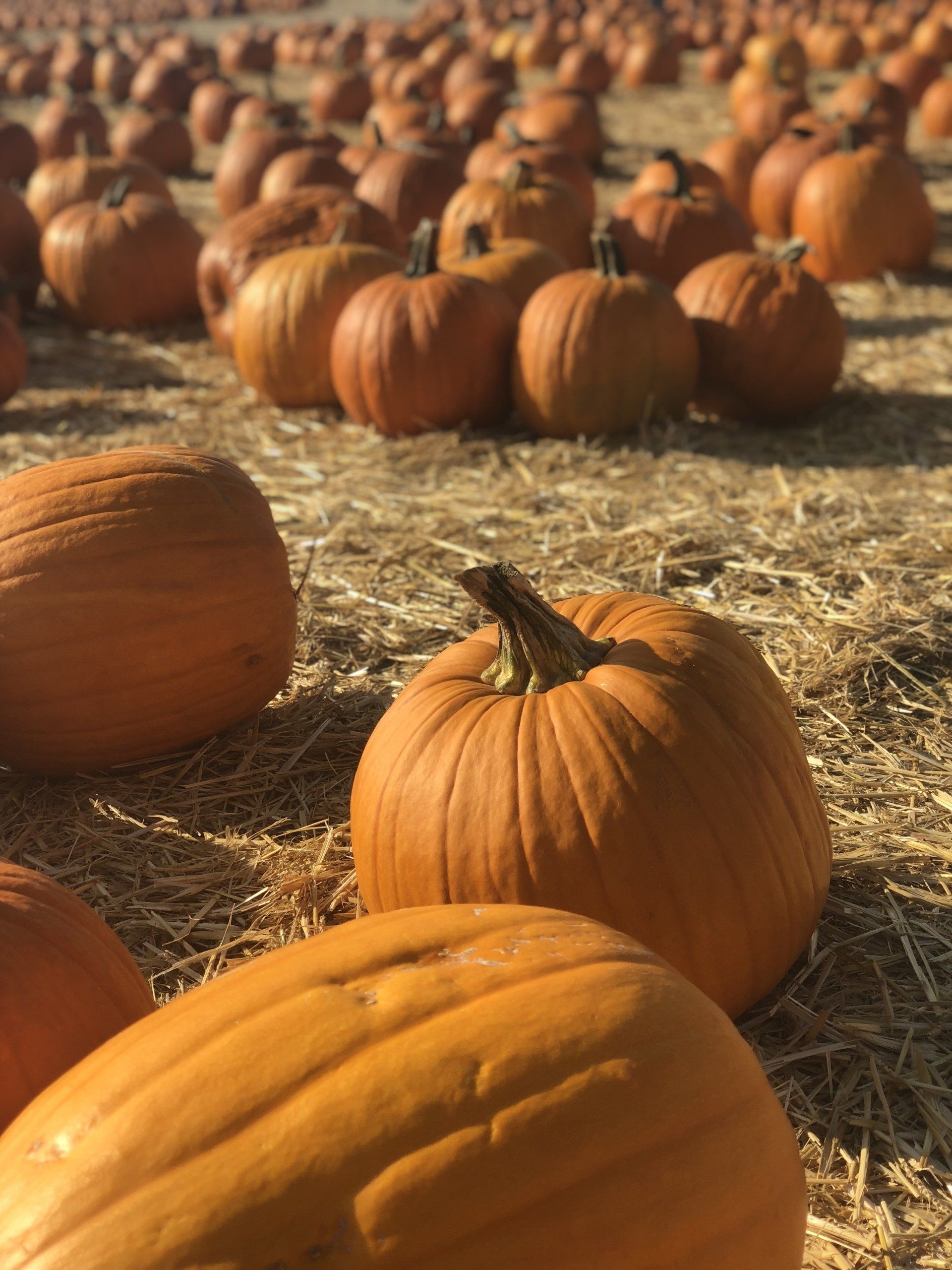 Pumpkin Patch