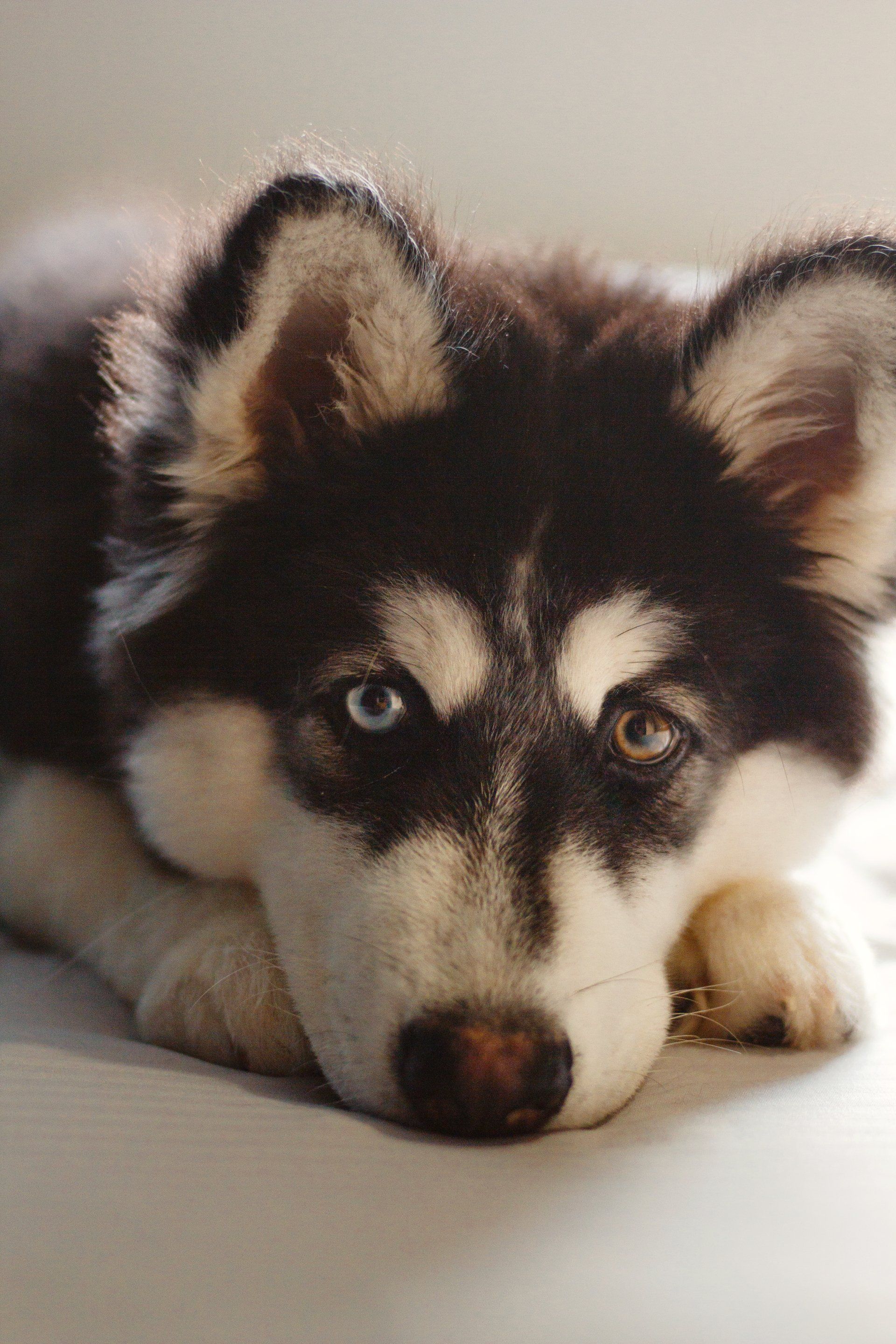 a husky puppy with blue eyes is laying down on a bed