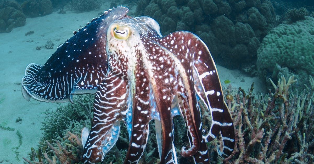 Cuttlefish in ocean: brown and white patterned body, arms extended, near coral.