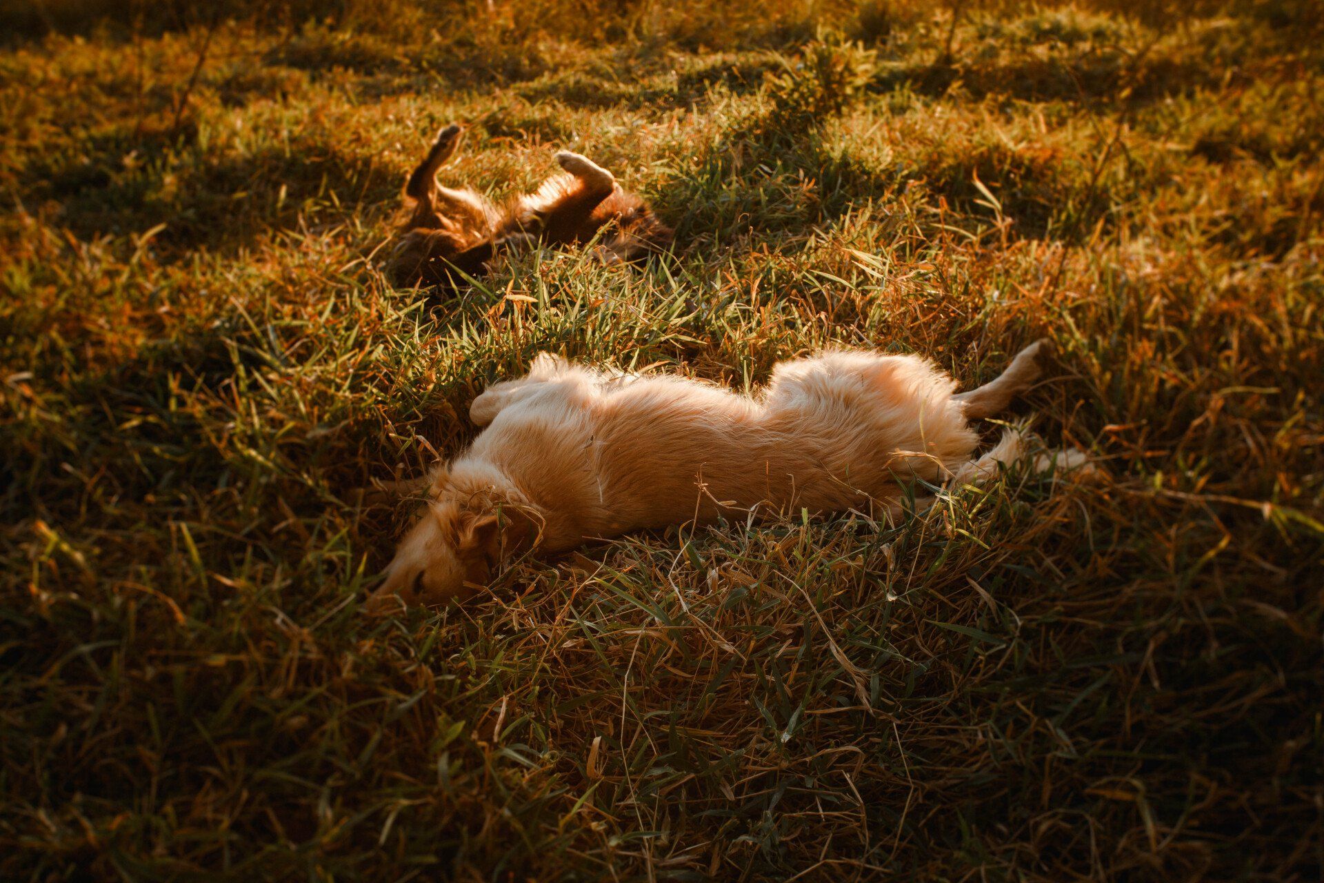 dogs rolling around in the grass with fleas