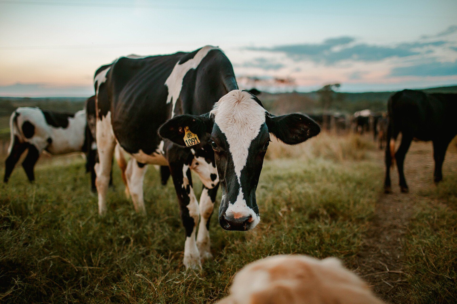 Black and white cow in a green field, looking at the camera. Other cows graze in the background.