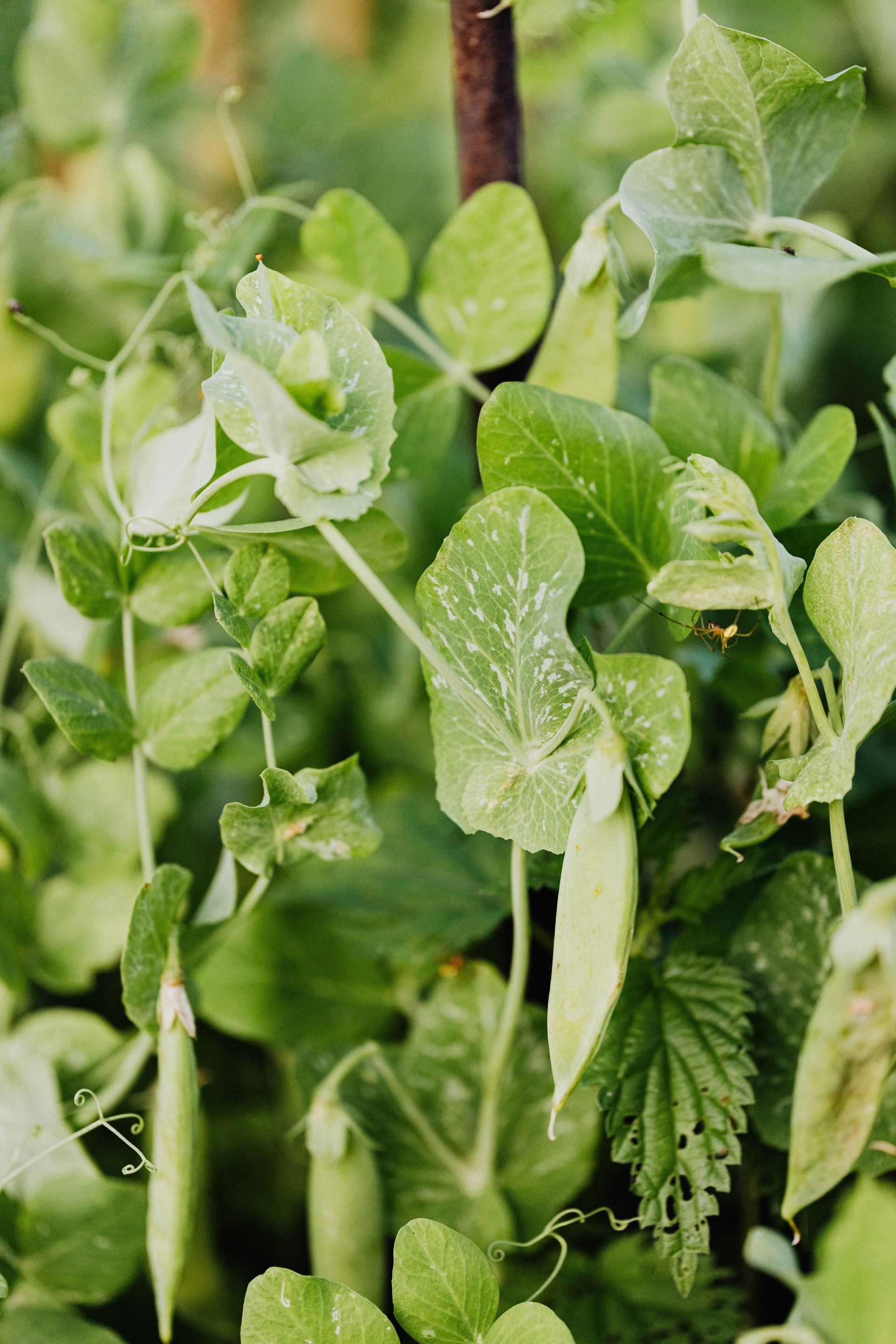a close up of a plant with green leaves