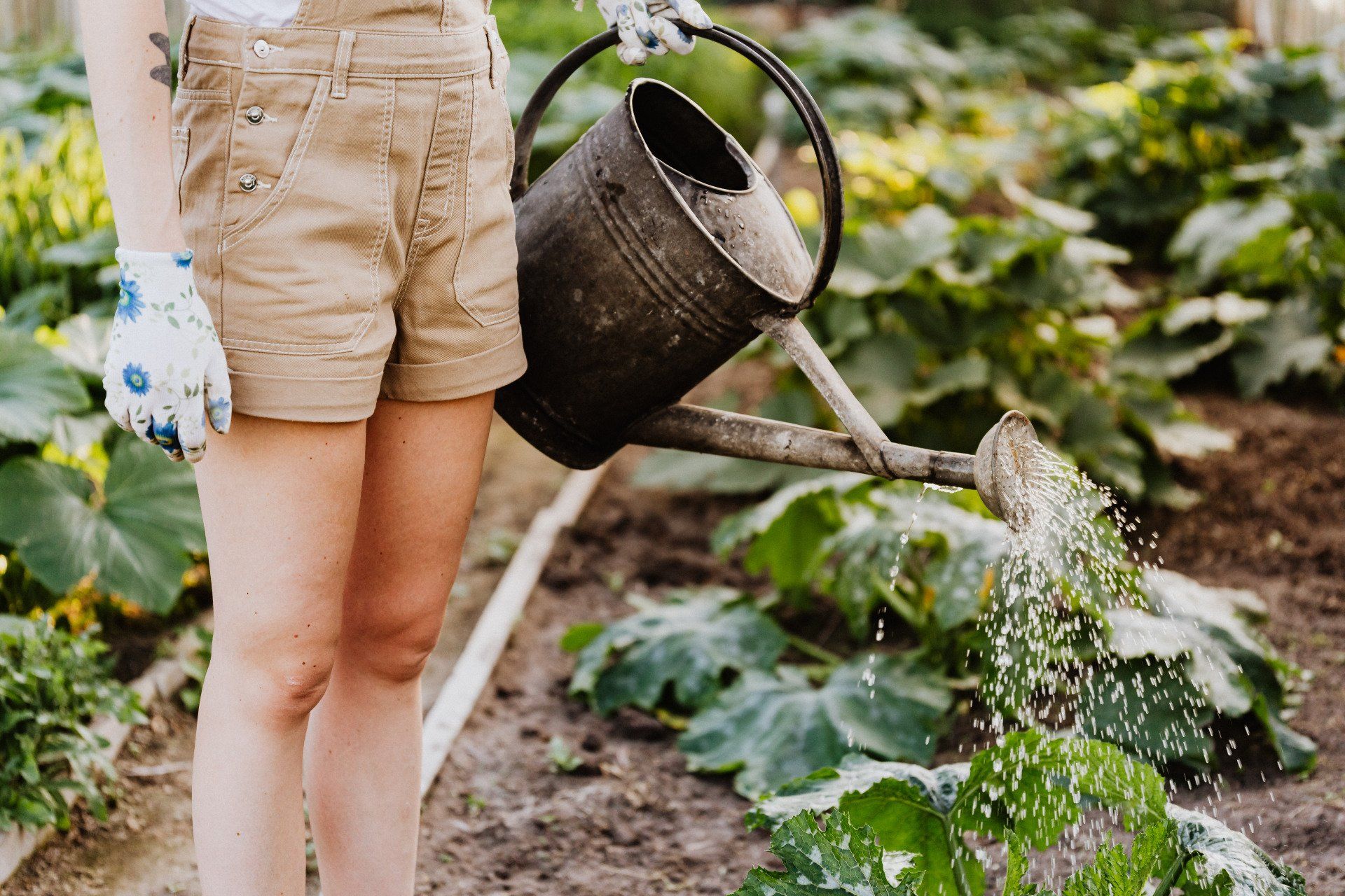 une femme tient un arrosoir et arrose des plantes dans un jardin
