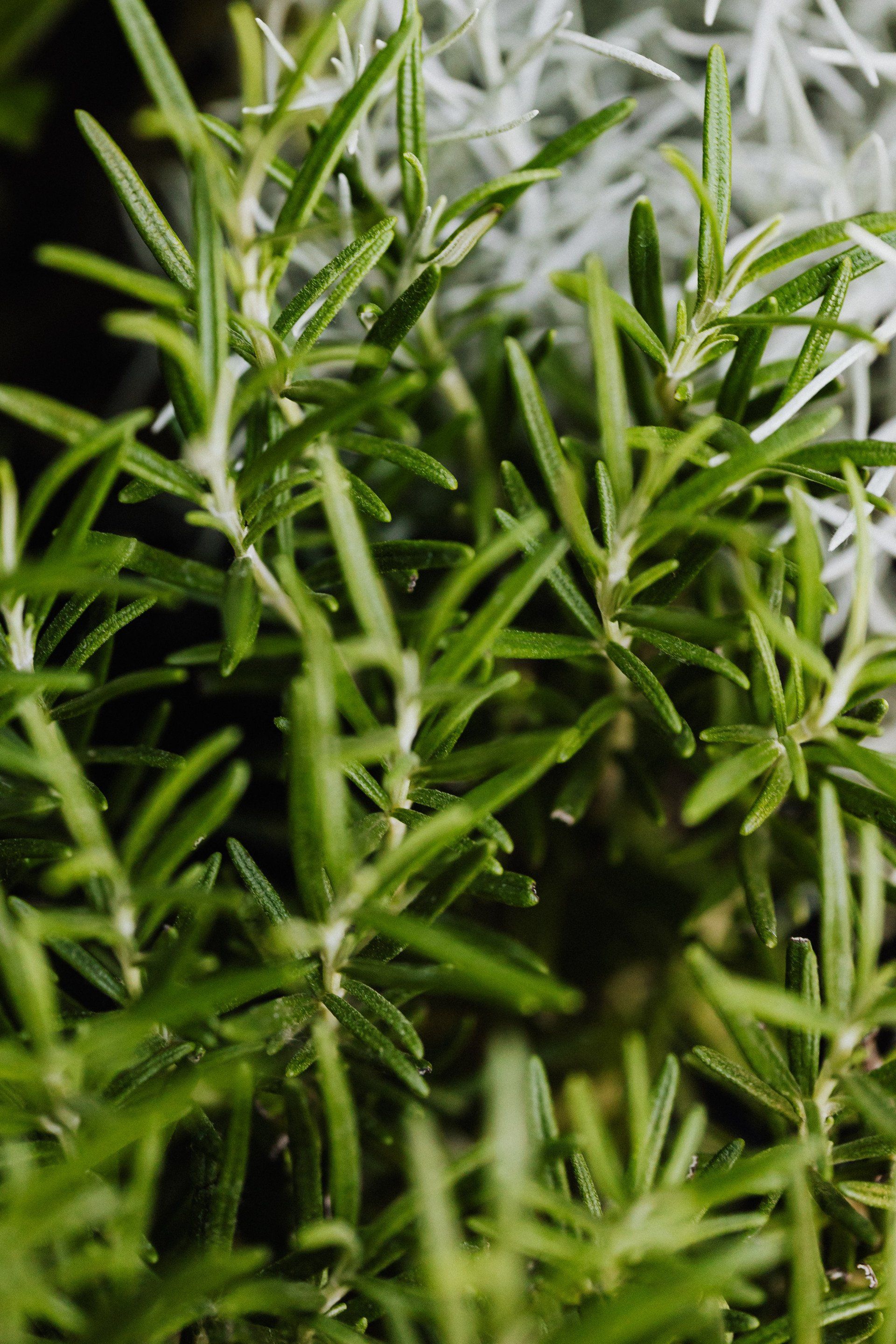 Inflammation, Hair Loss, and the Rosemary Oil Debate