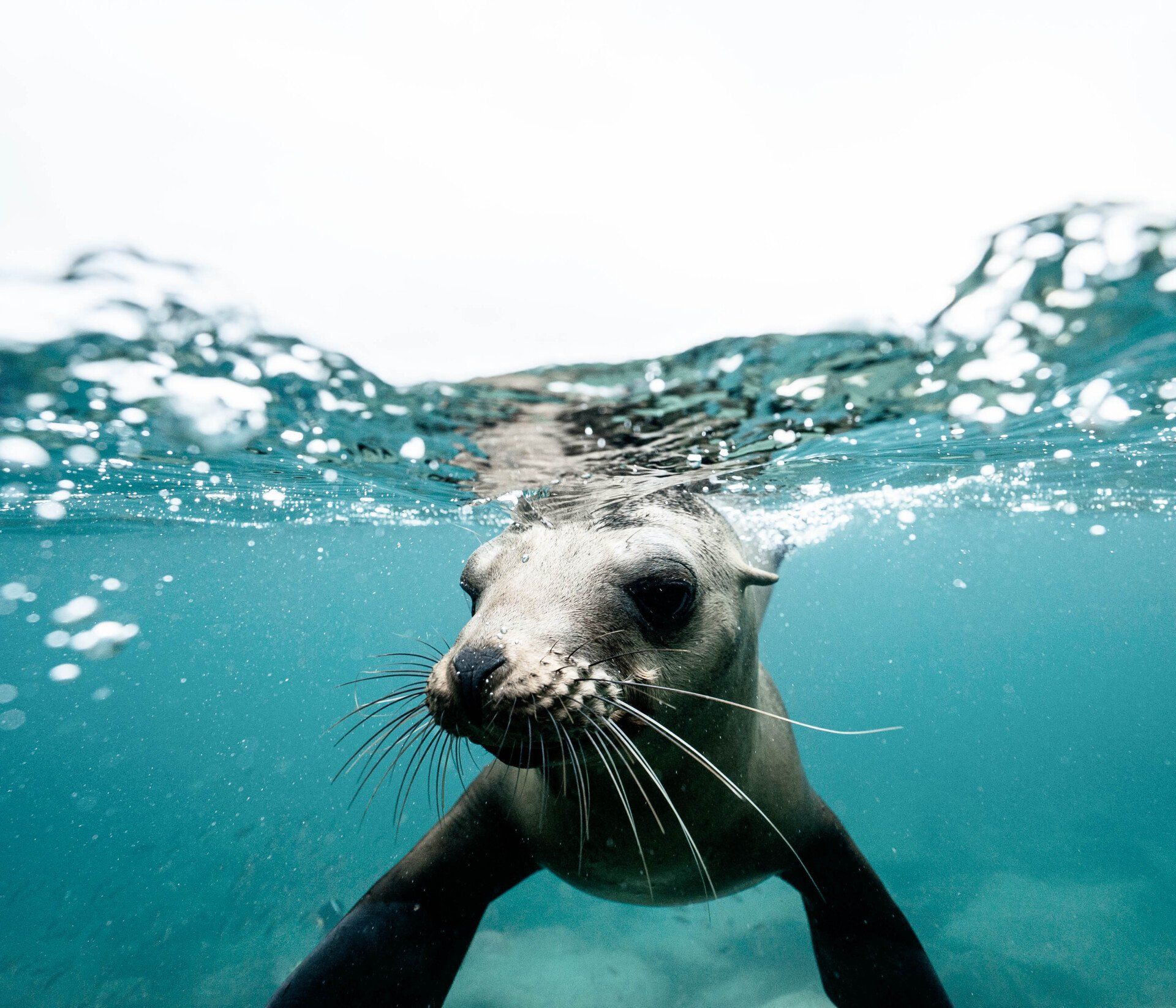 Image of a seal in Sydney Harbour, near HBR PNY kayaks, showcasing wildlife in its natural habitat