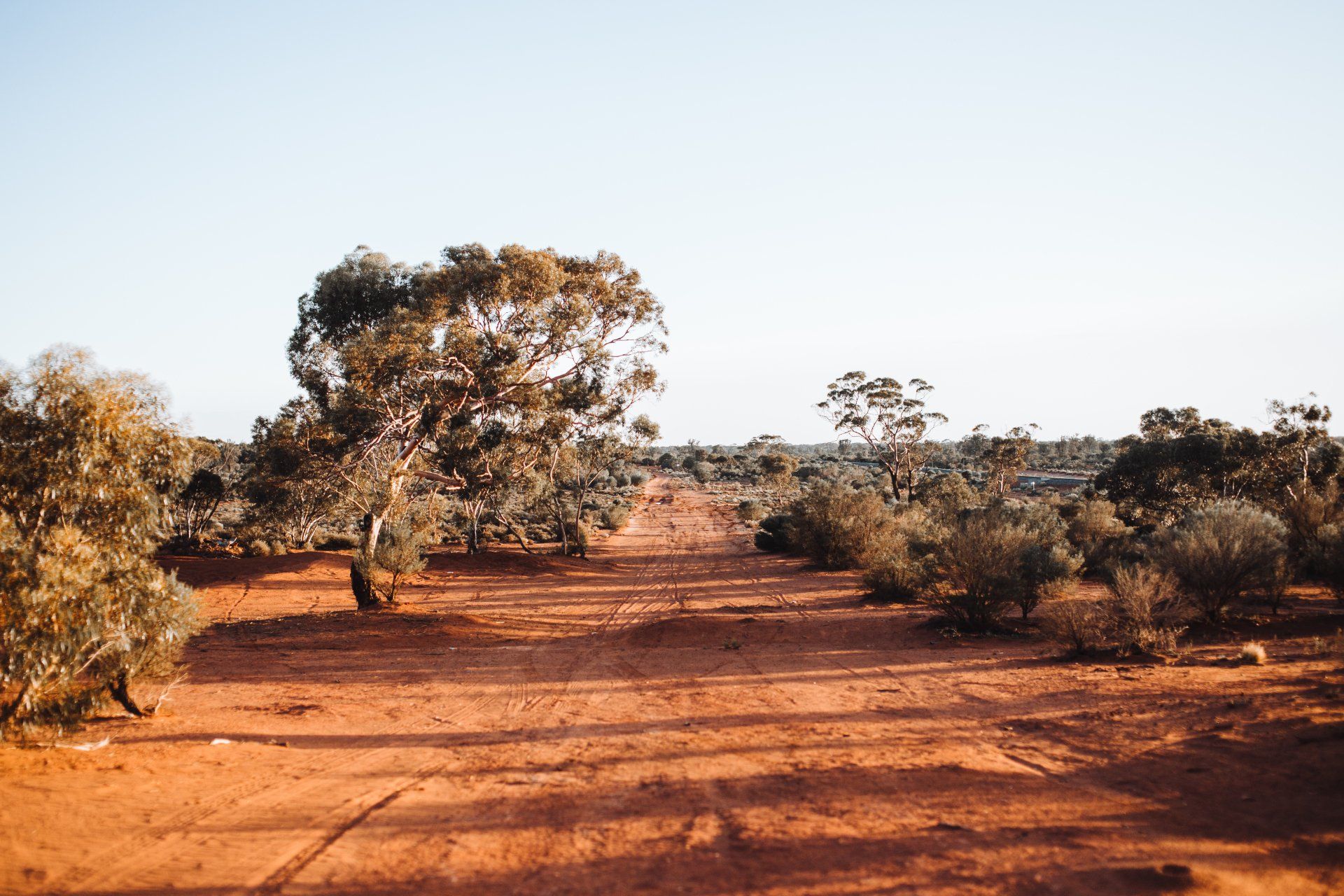 There are trees in the middle of a dirt field.