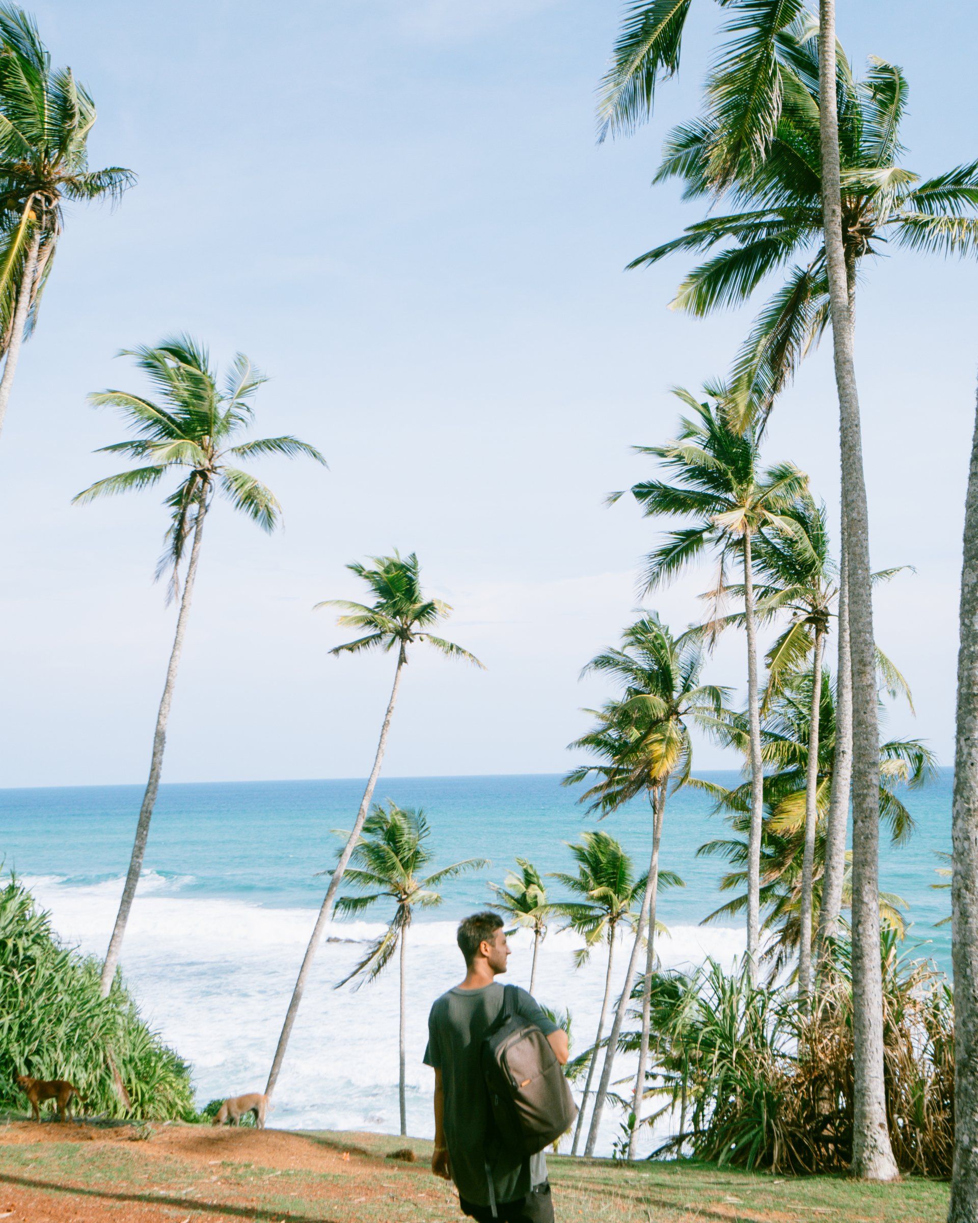 A man is standing on a hill overlooking the ocean surrounded by palm trees.