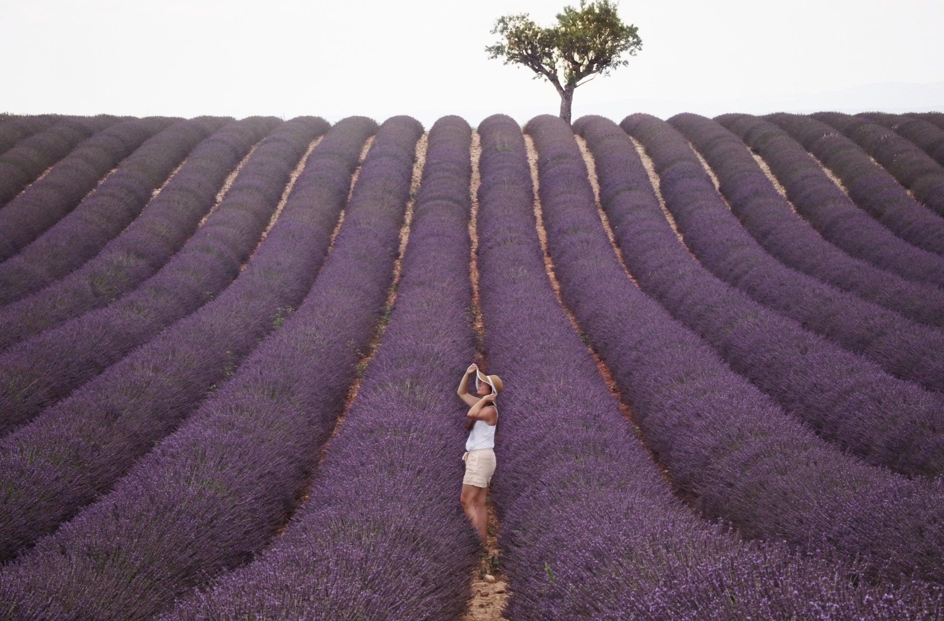 A woman is standing in a lavender field with a tree in the background.