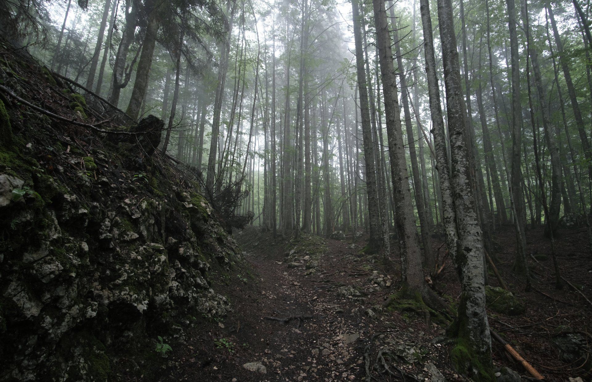 Ein Weg durch einen nebligen Wald mit Bäumen und Felsen