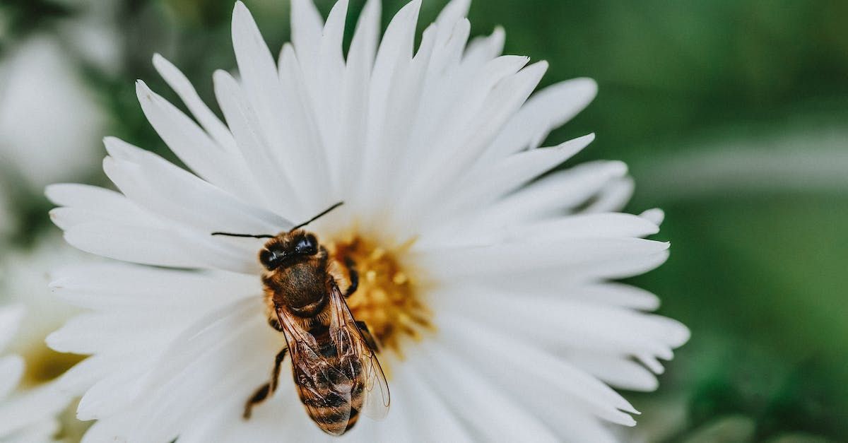 Honeybee Eating Nectar