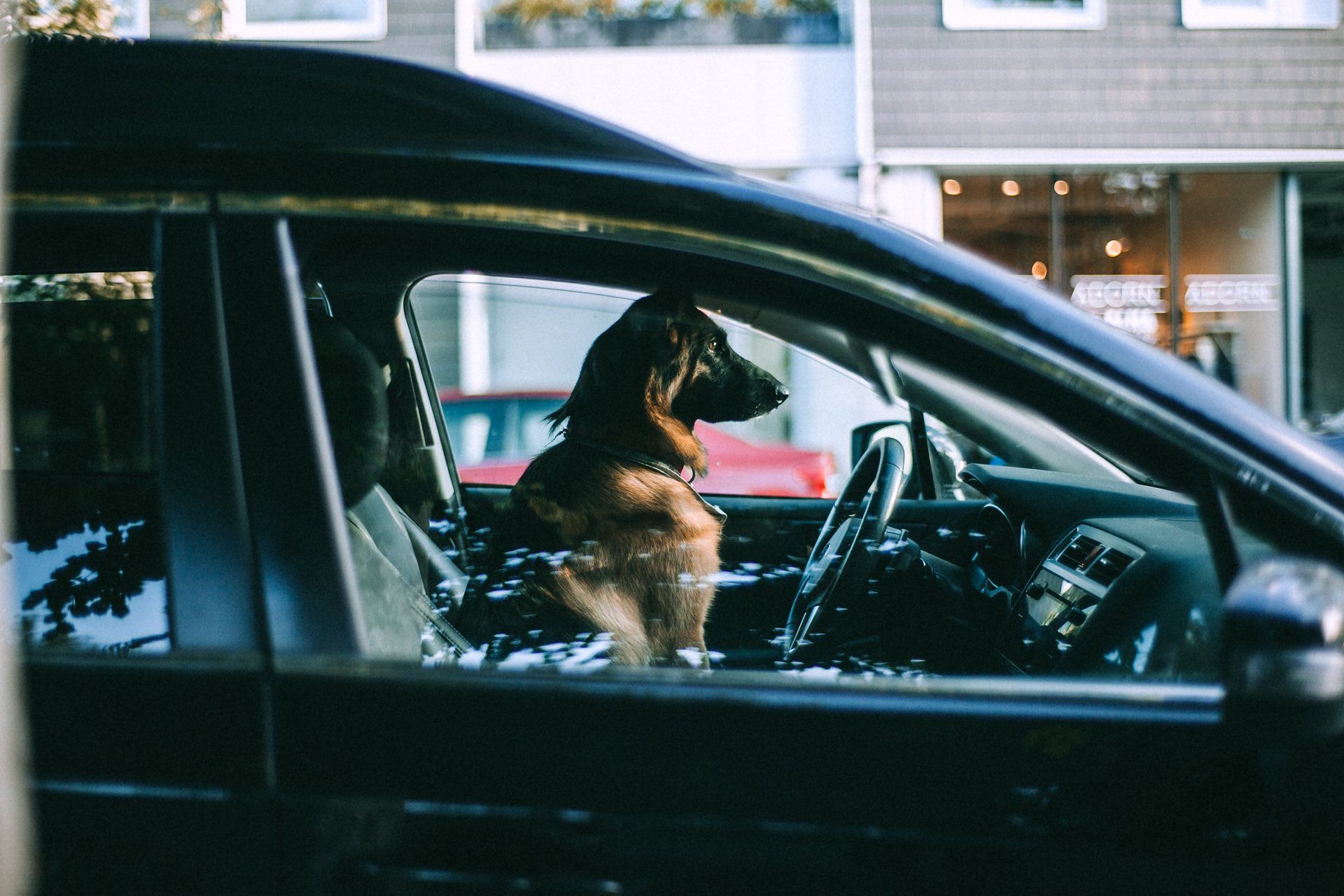 dog inside a vehicle