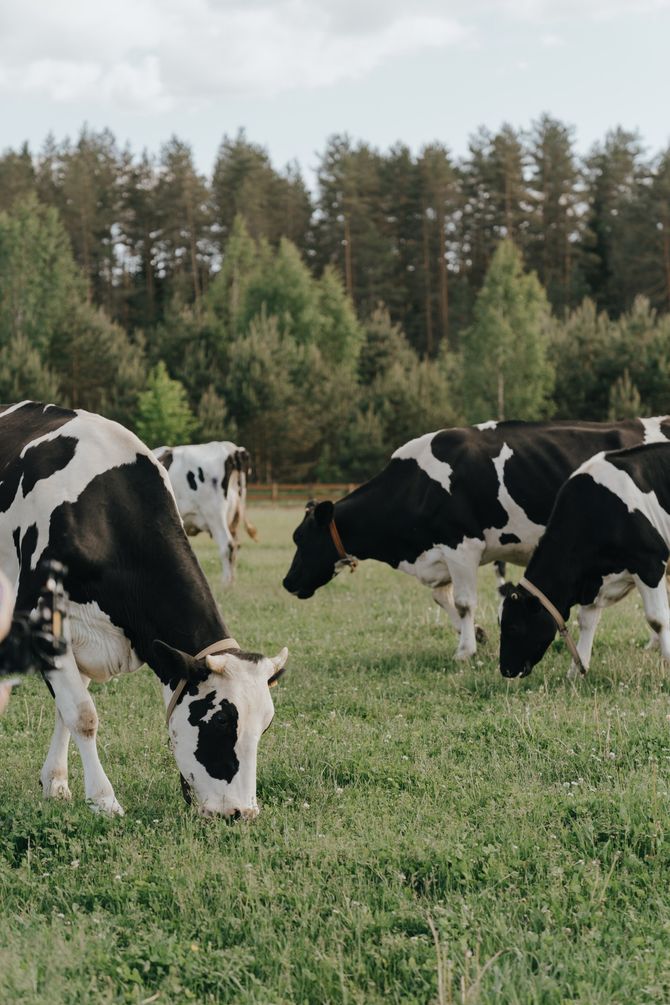 A herd of black and white cows grazing in a grassy field.