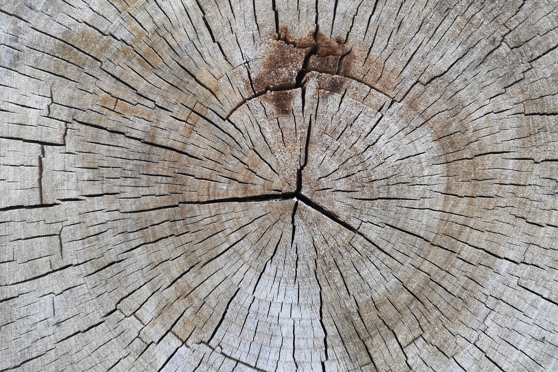 Heart of a tree stump