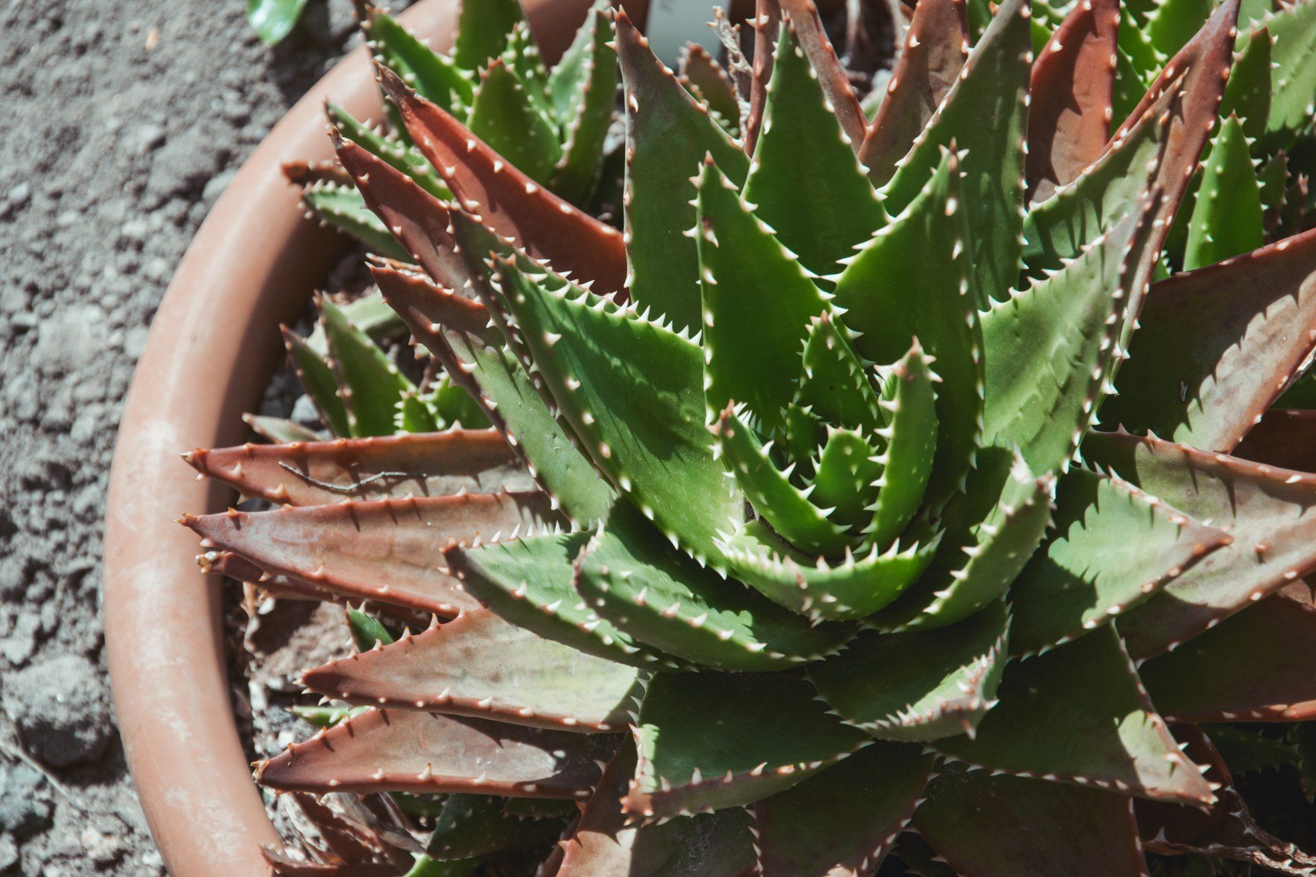 how-to-grow-a-thriving-garden-with-desert-plants