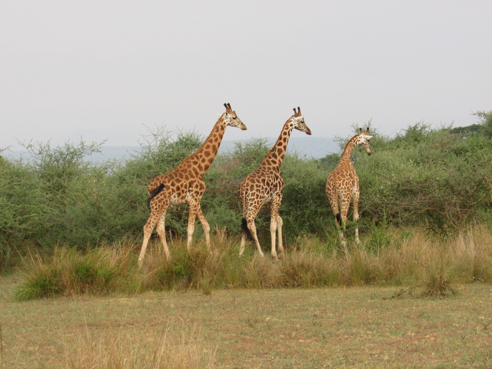 Three giraffes are standing in a grassy field