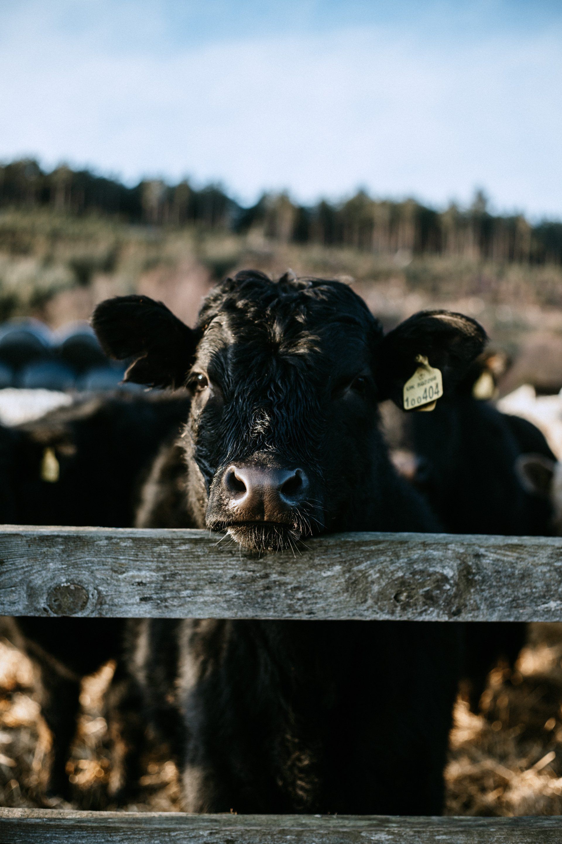A black cow is sticking its head over a wooden fence.