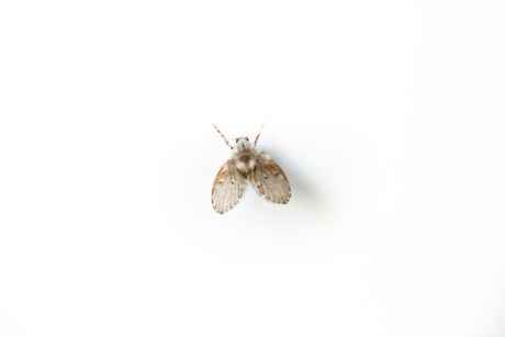 A small moth is sitting on a white surface.