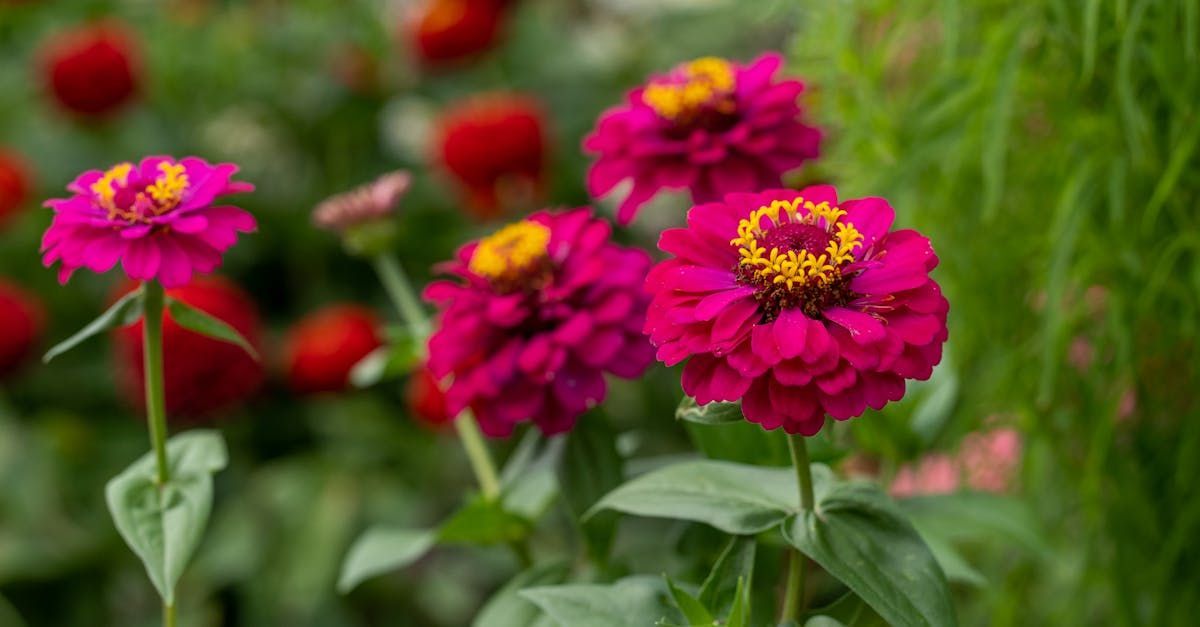 Zinnia