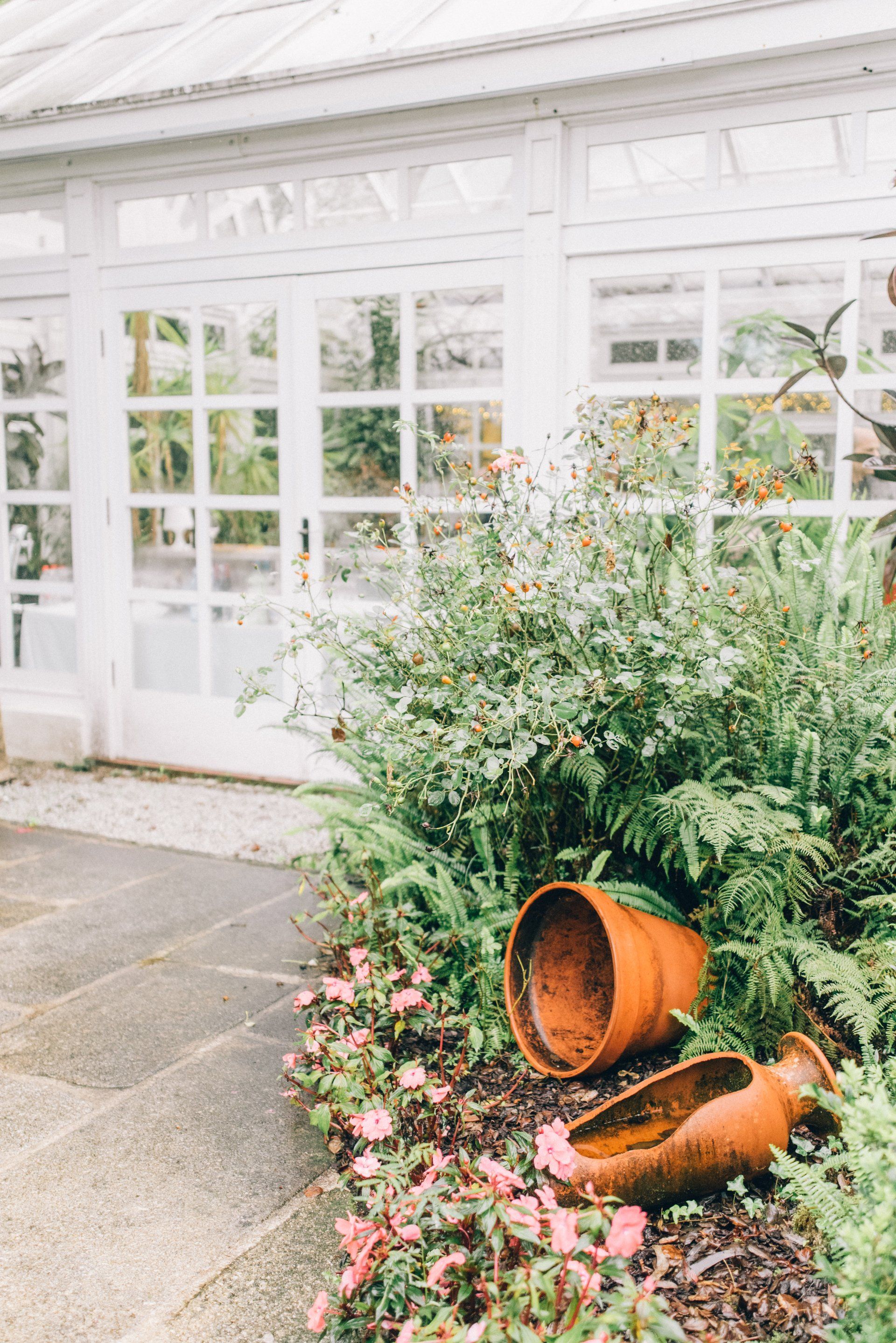 conservatory/orangery with a green plant