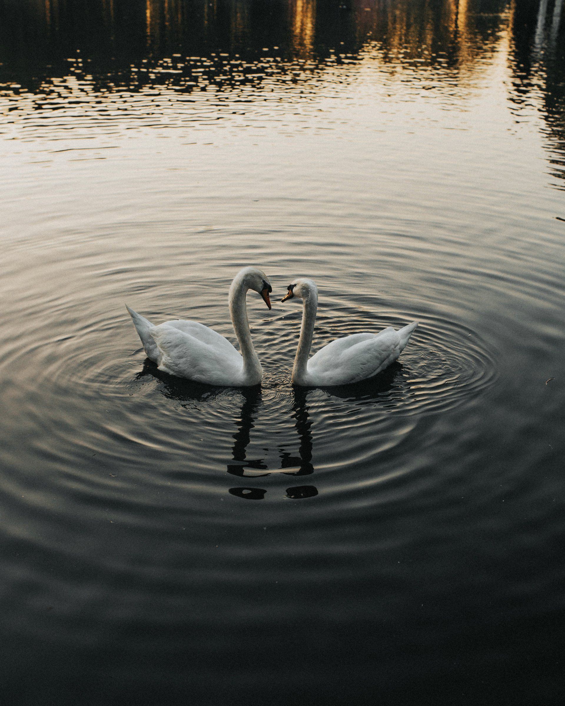 Two swans are making a heart shape with their necks in the water.